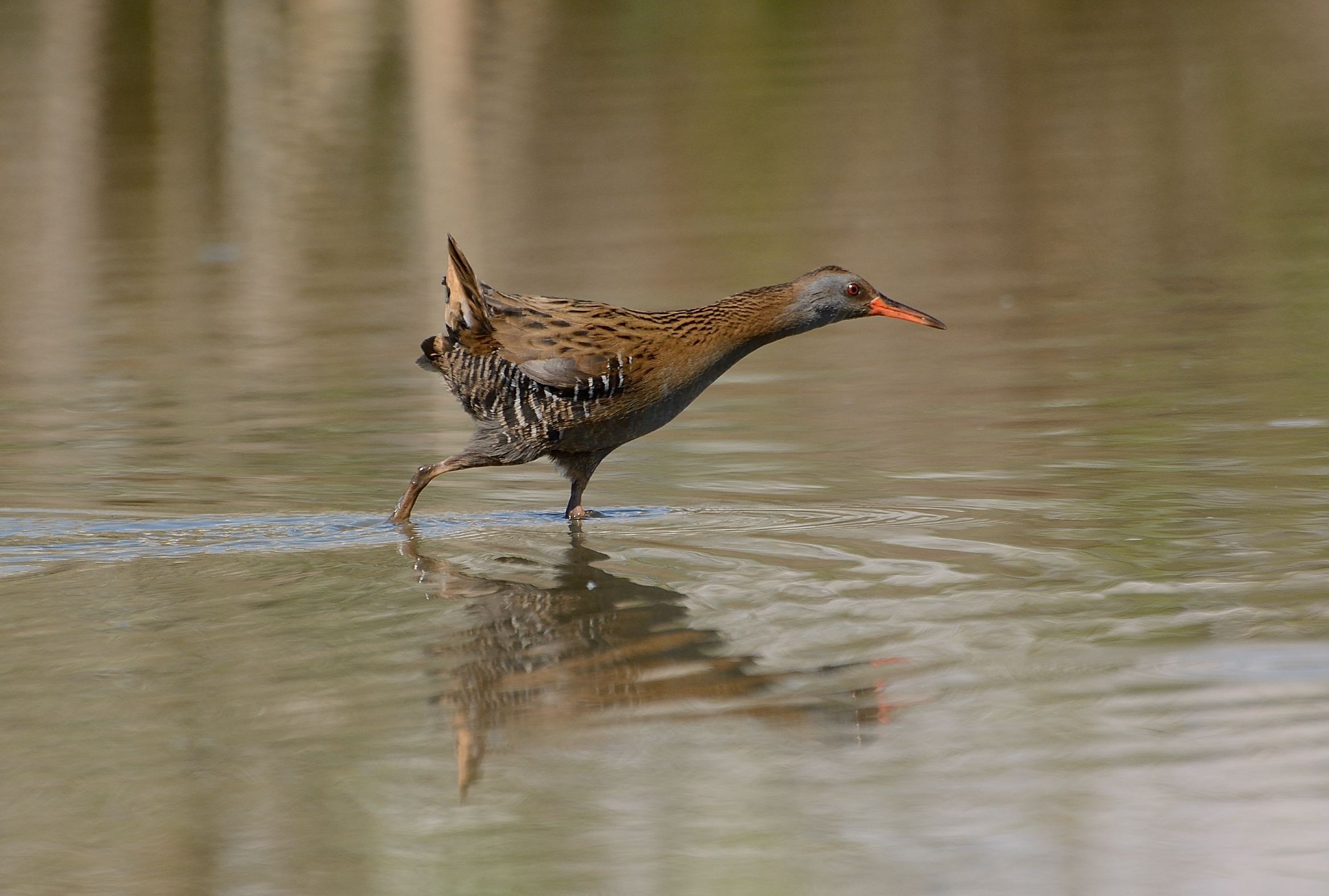 Water Rail