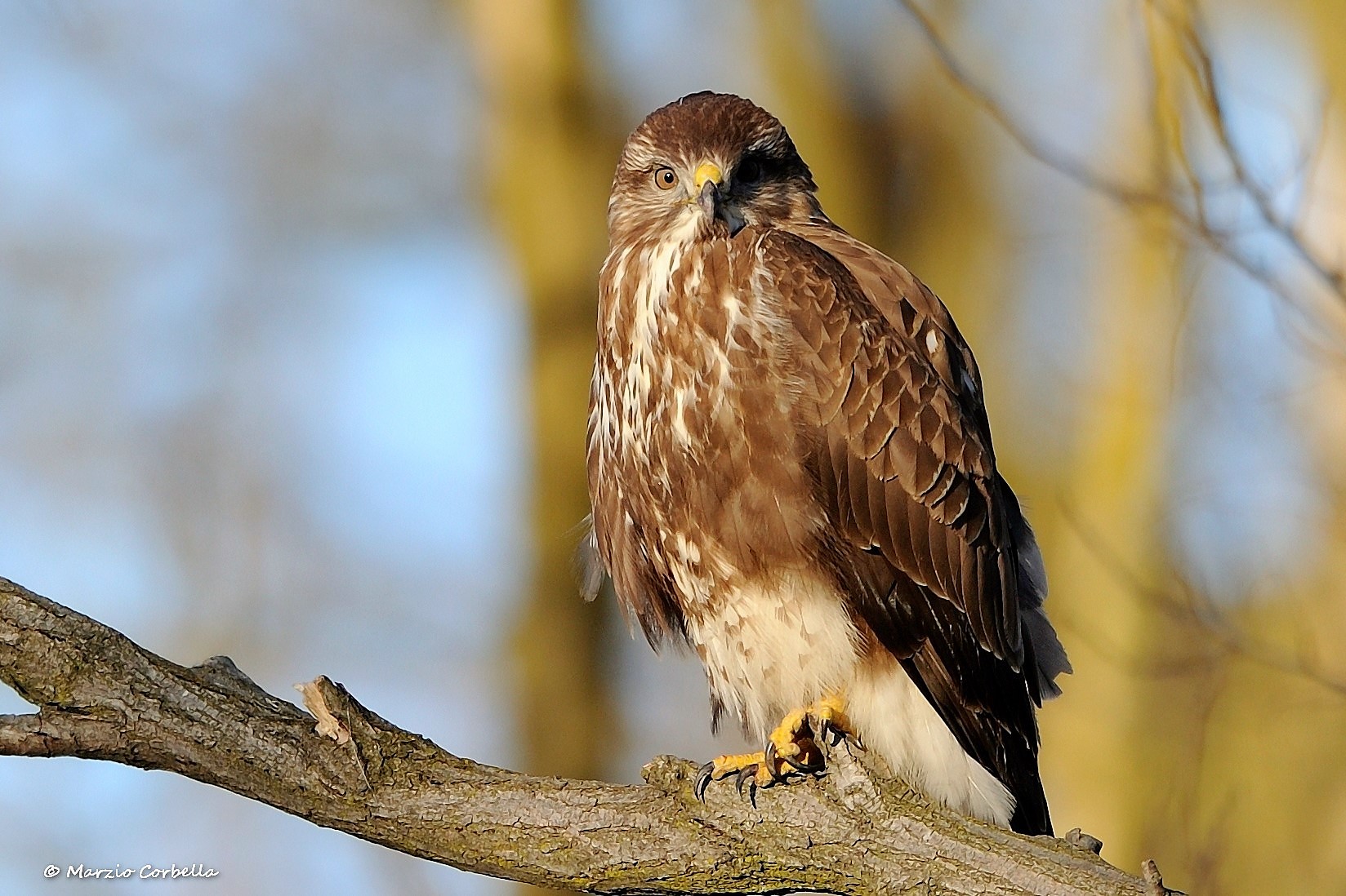 buzzard
