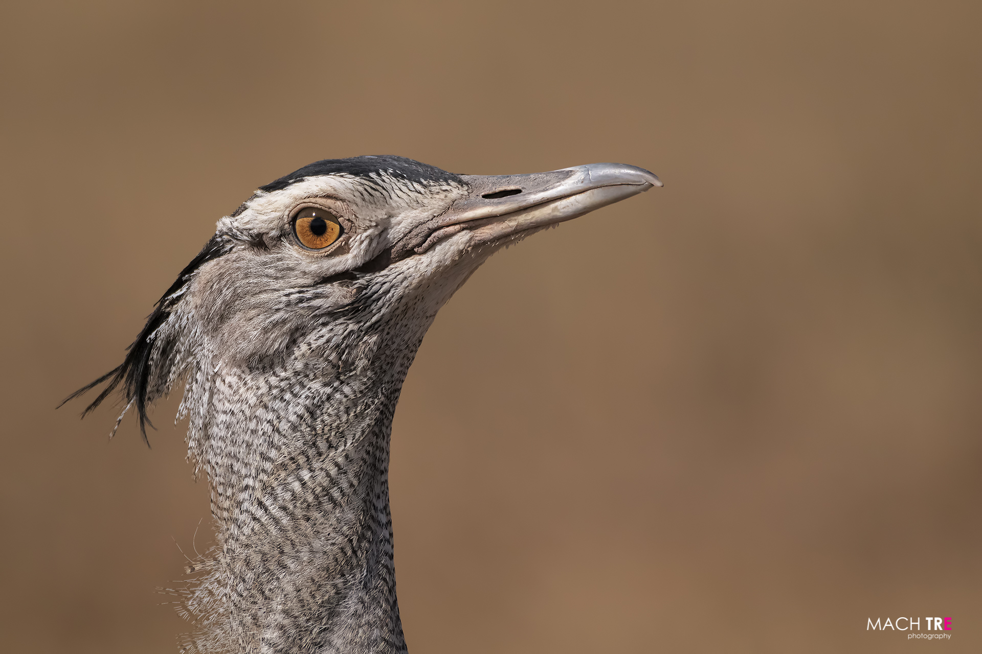 Kori Bustard (Ardeotis Kori)