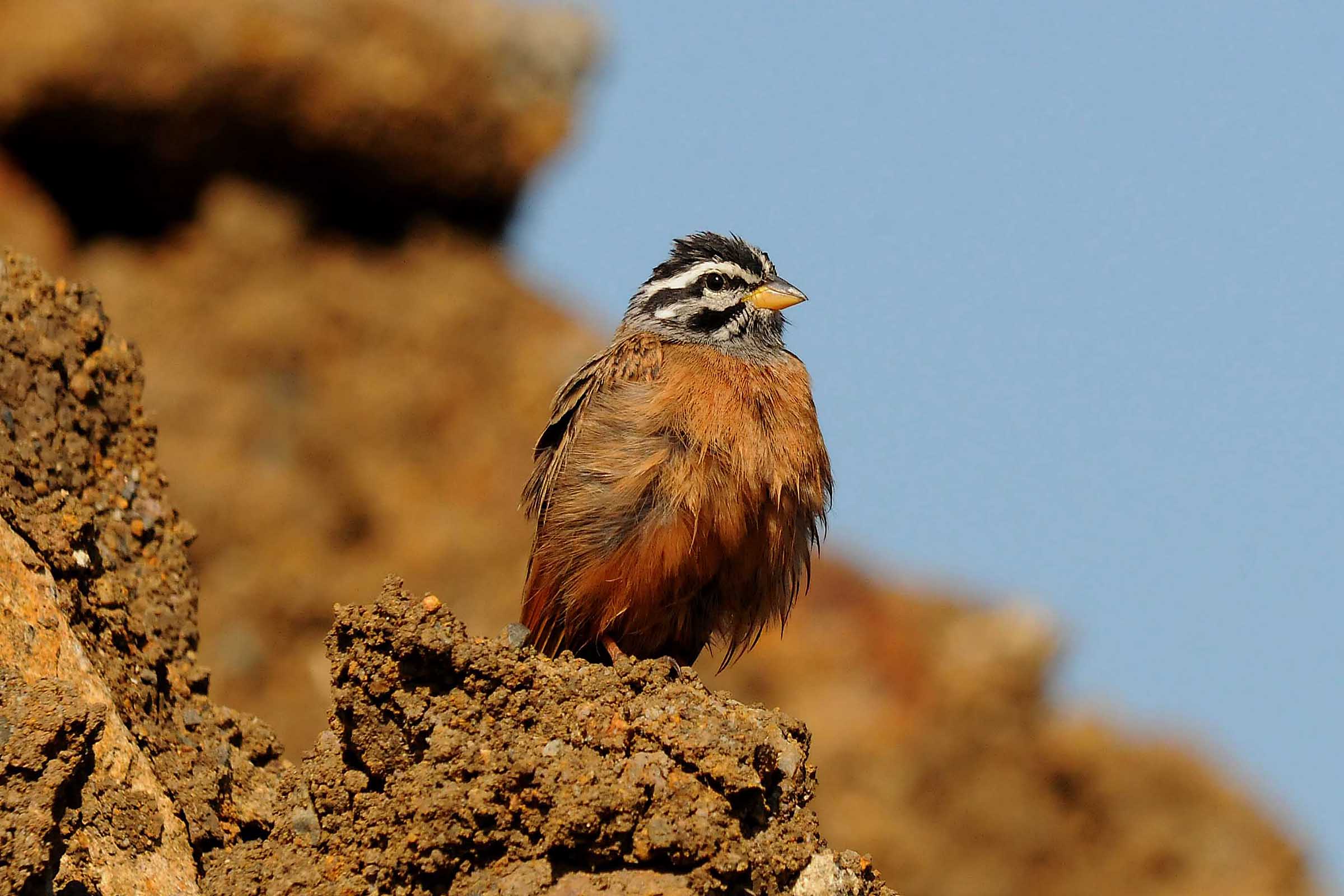 Zigolo pettocannella - Bunting=Cinnamon-breasted