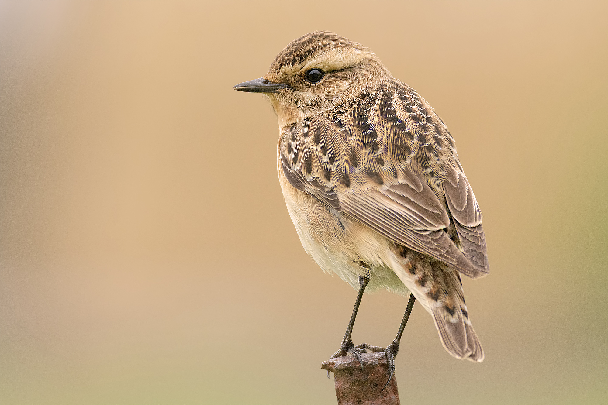 Female Stiaccino-Montemarcello