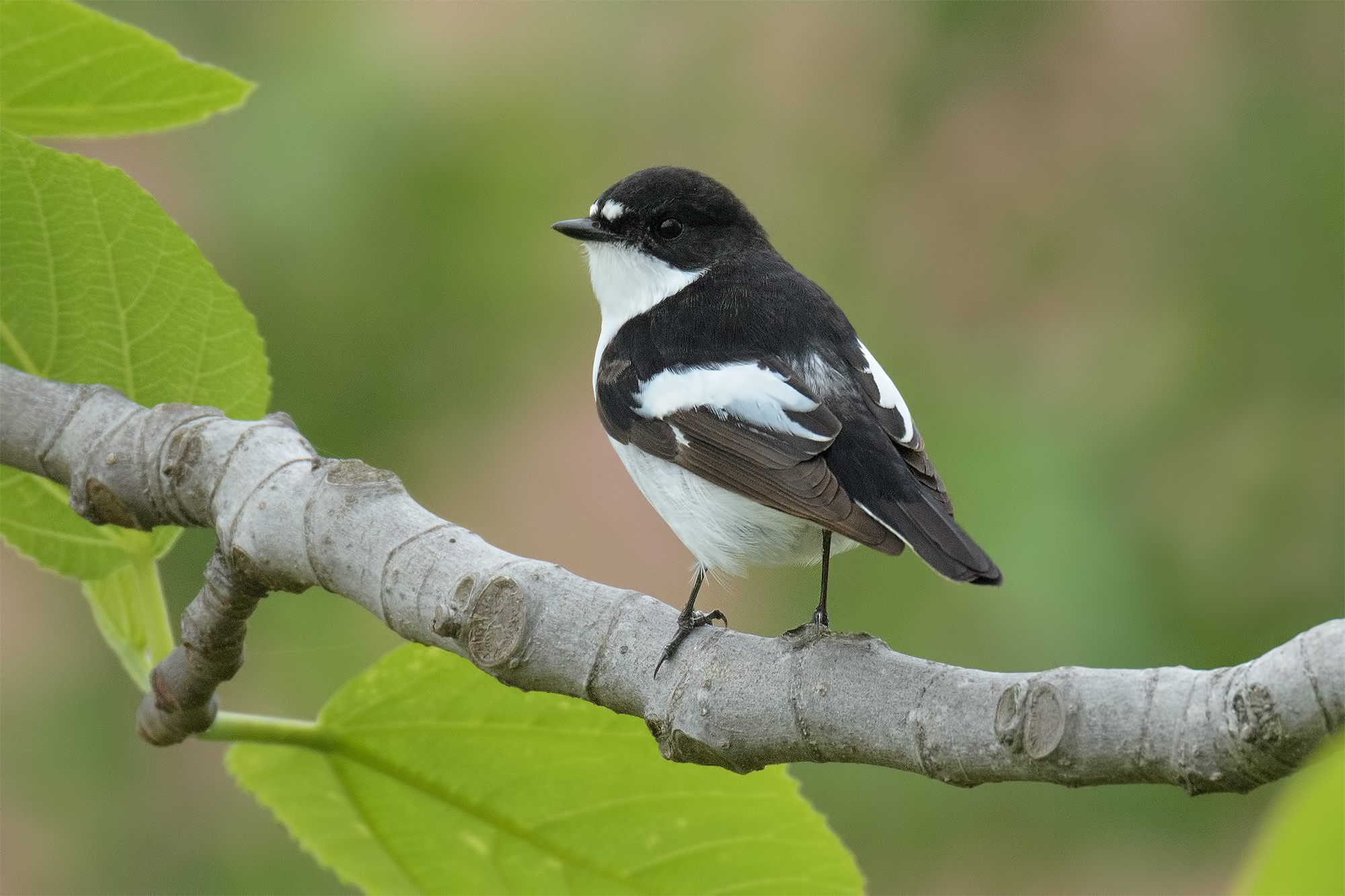 Male black Nurse-Montemarcello