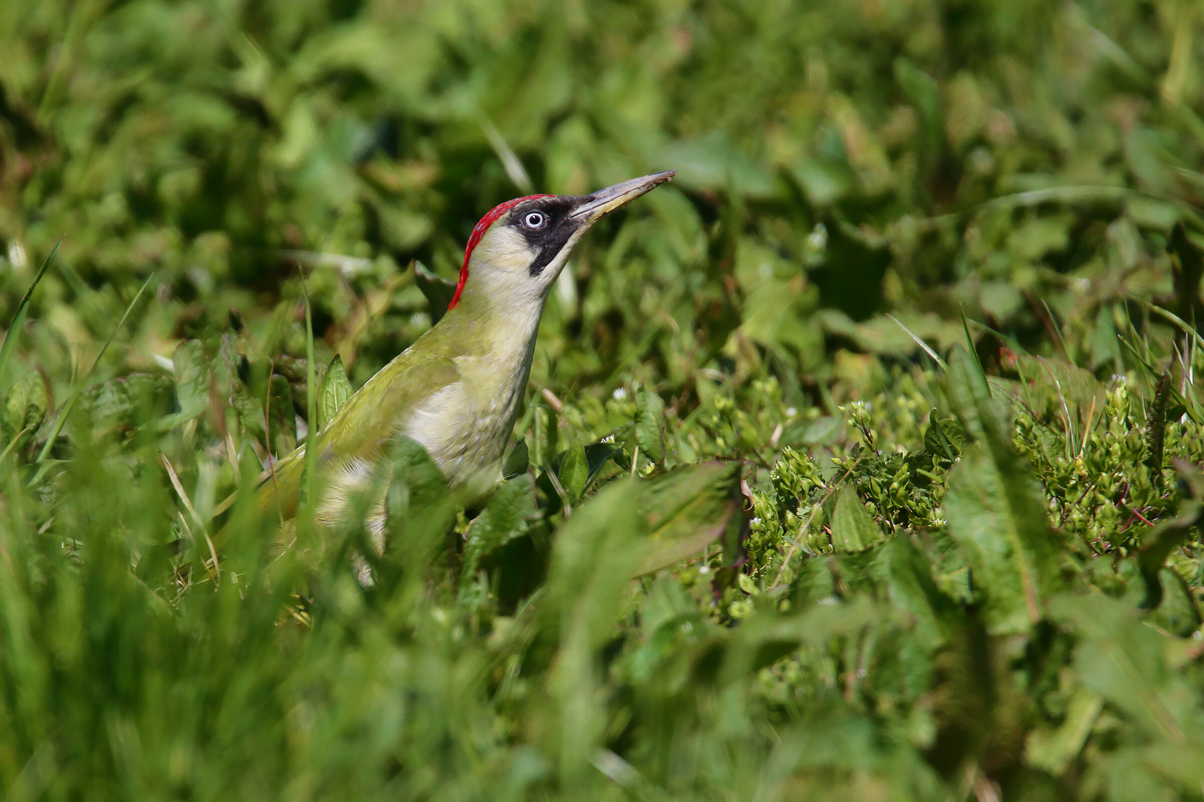 In the meadow at lunch