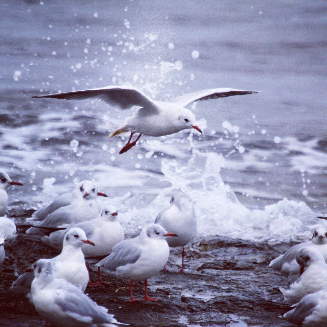 The flight of The Seagull