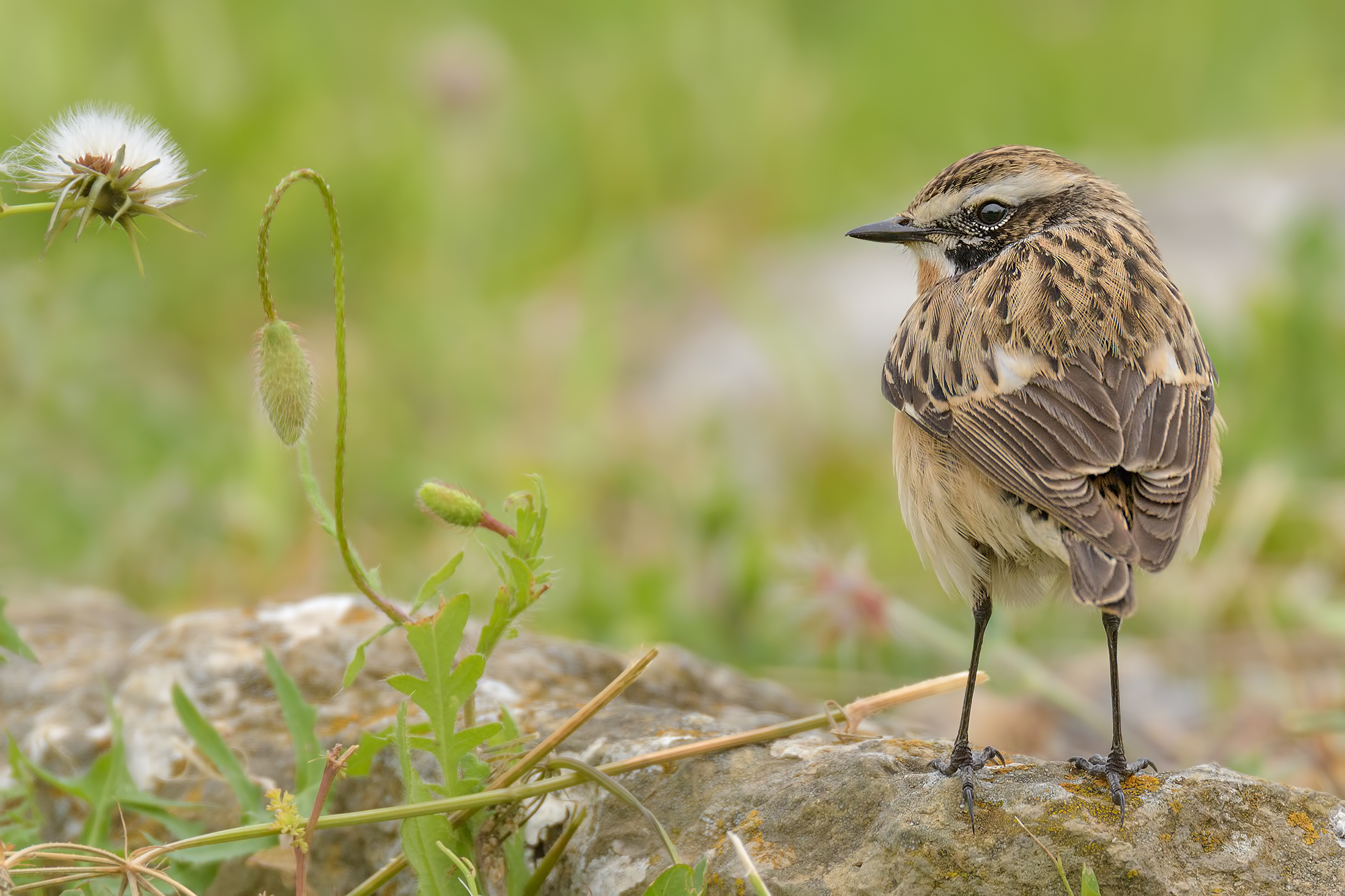 Stiaccino Male-Montemarcello