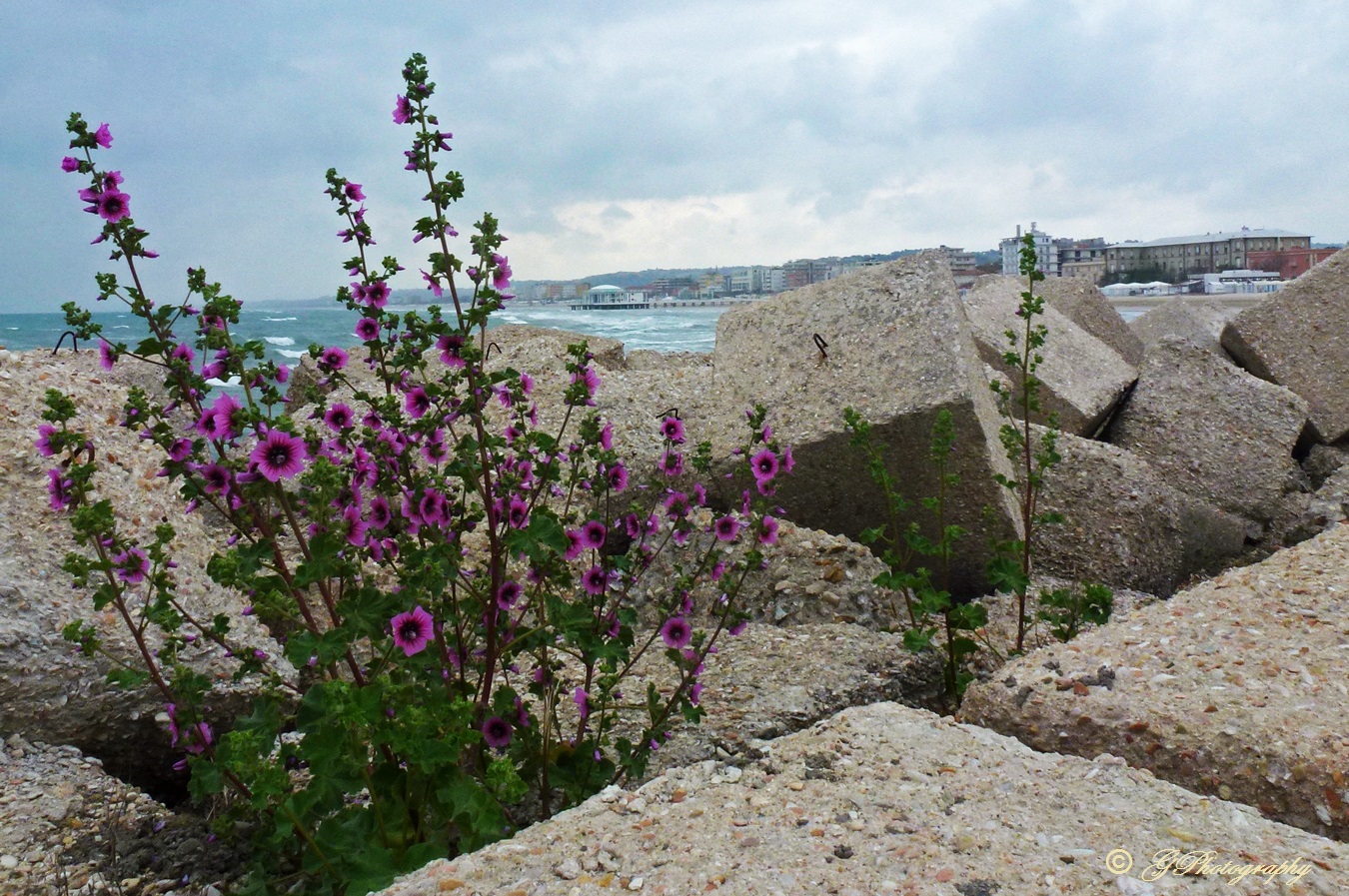 Frangiflutti in Fiore