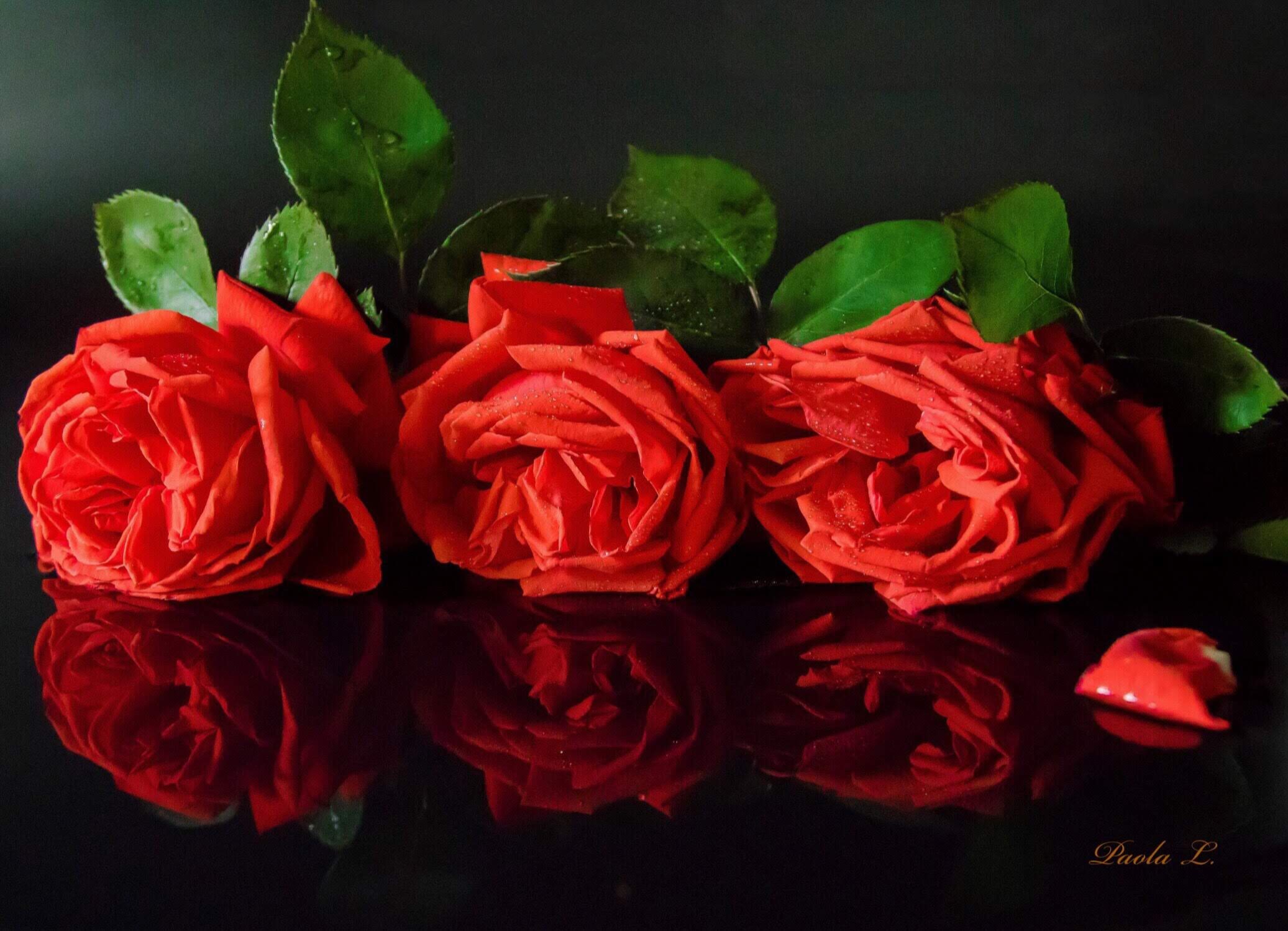 Se son rose sfioriranno