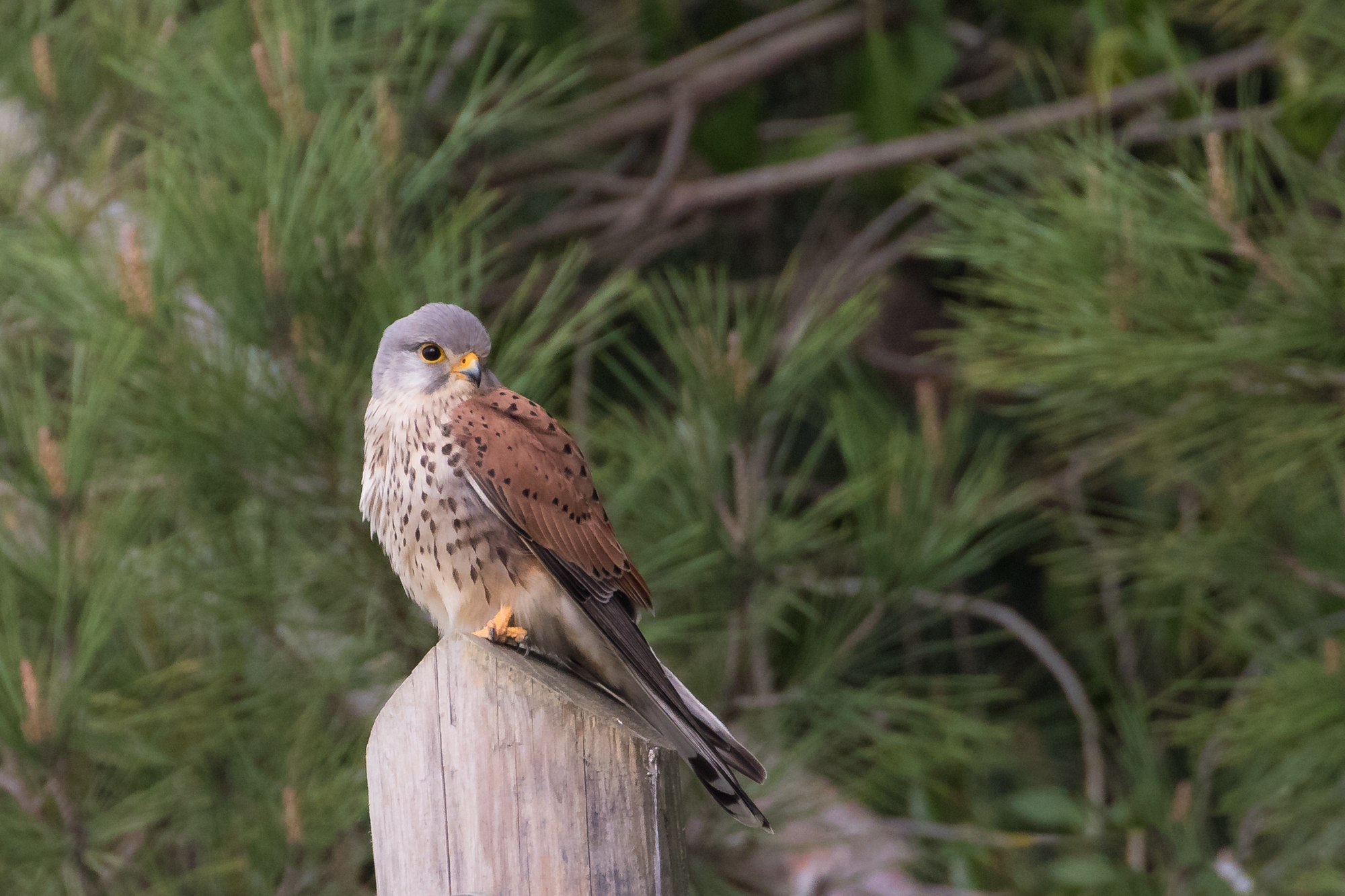 Kestrel.