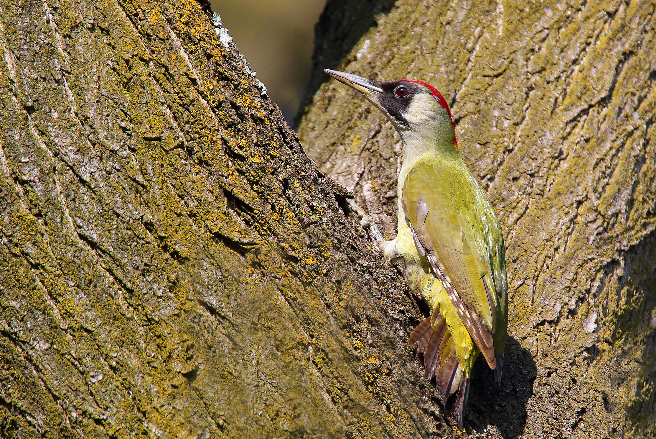 The green to the feminine