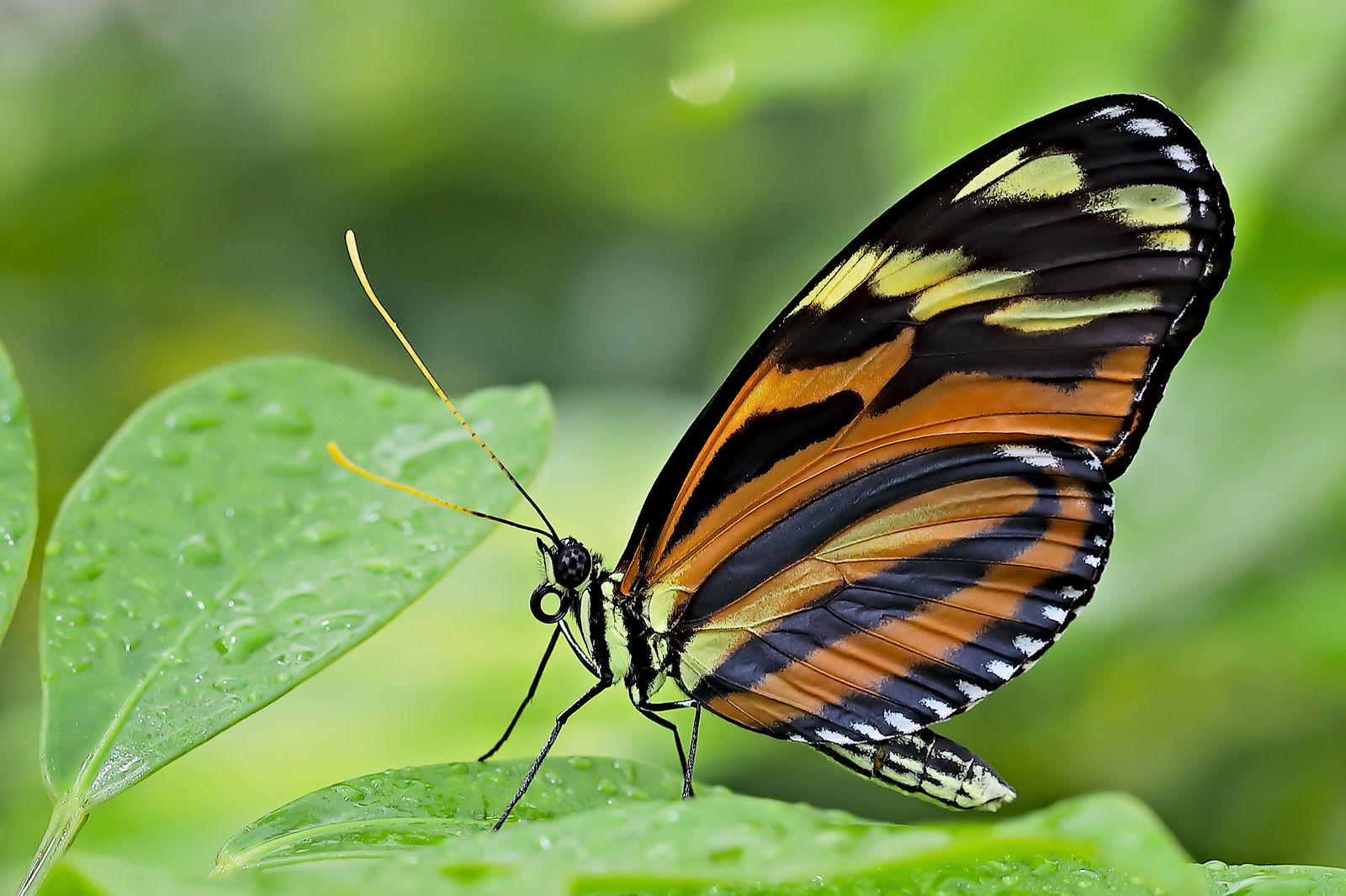 Heliconius ismenius