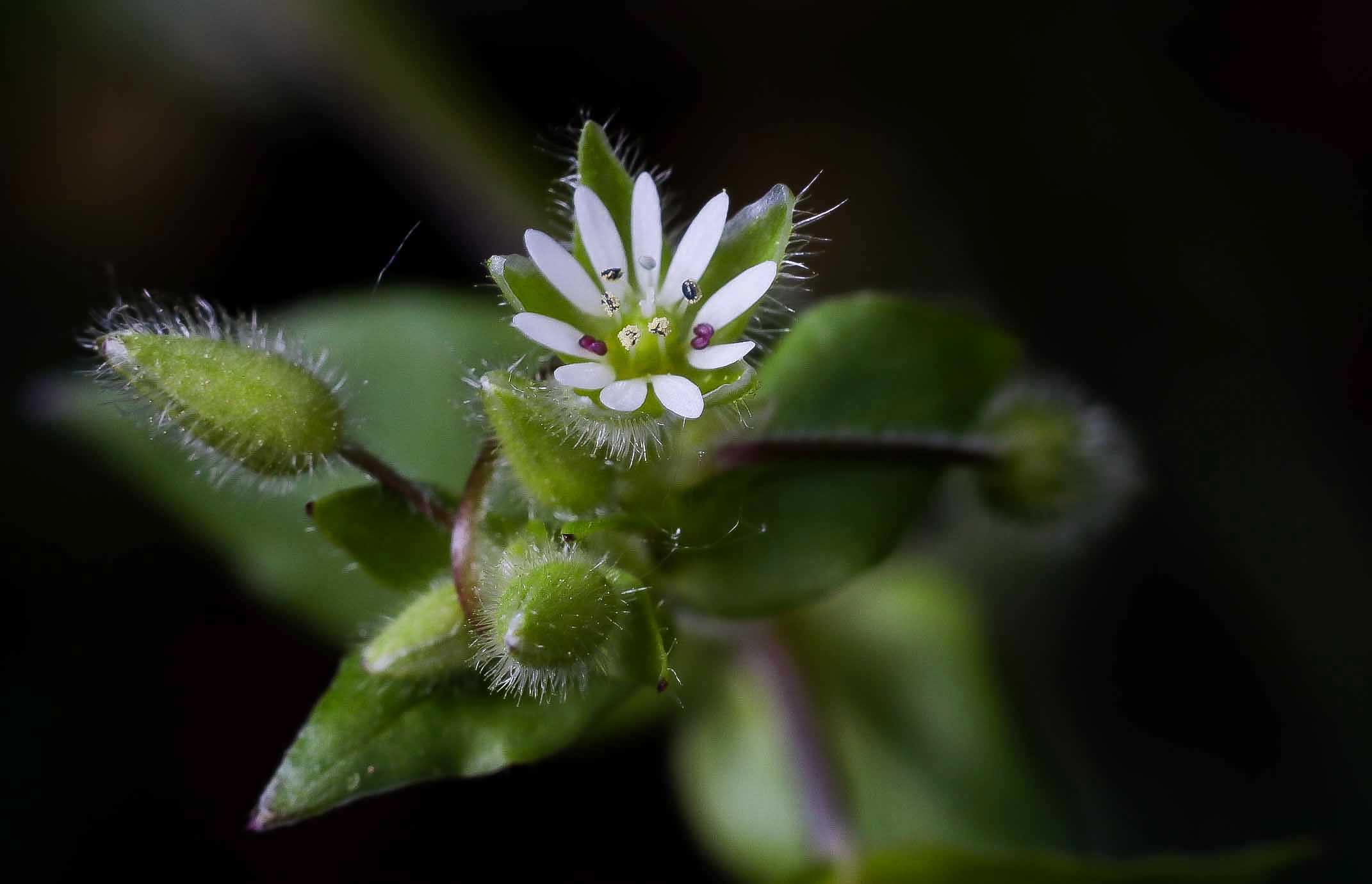 fiorellino micro di campo