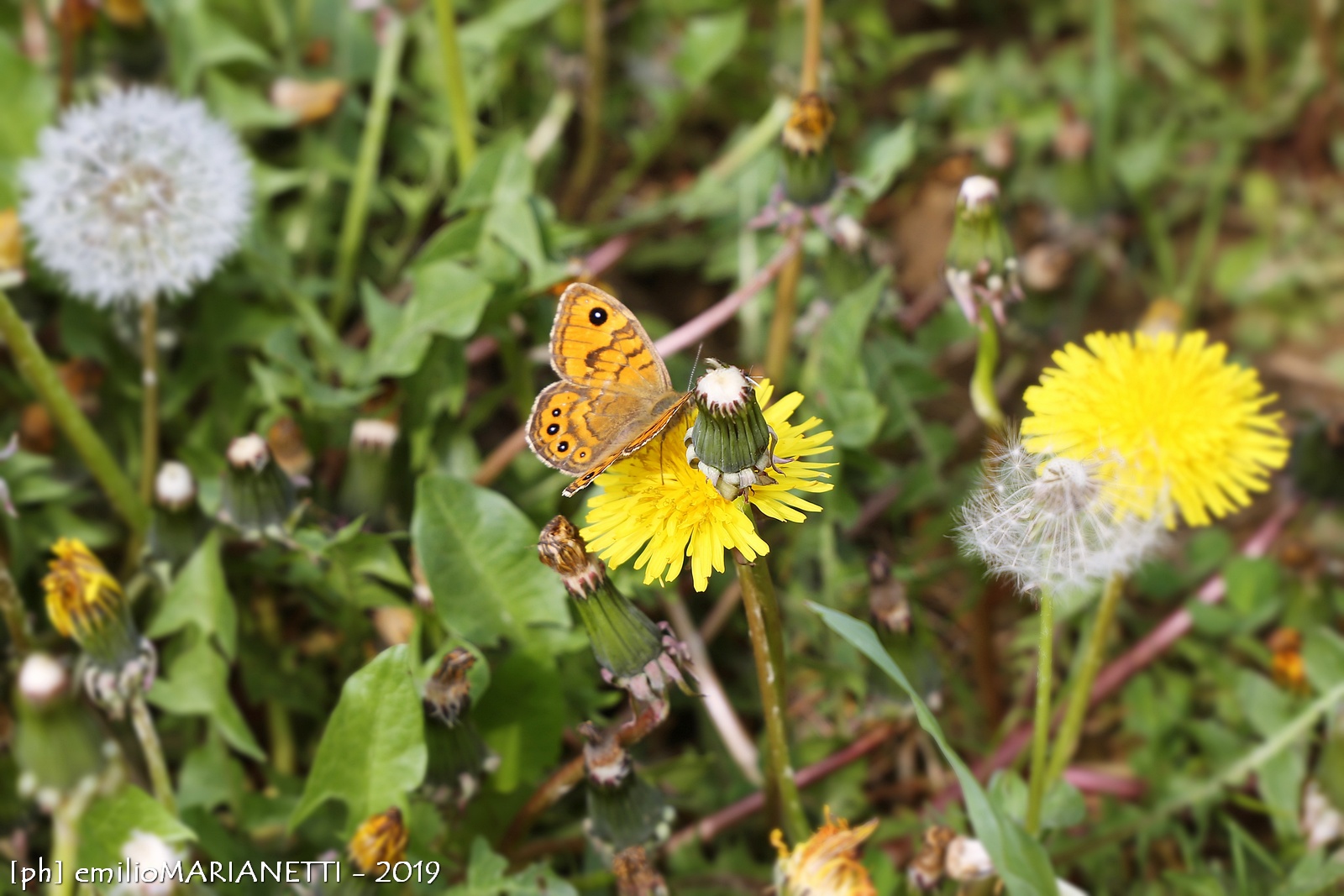 Butterfly on Dandelion