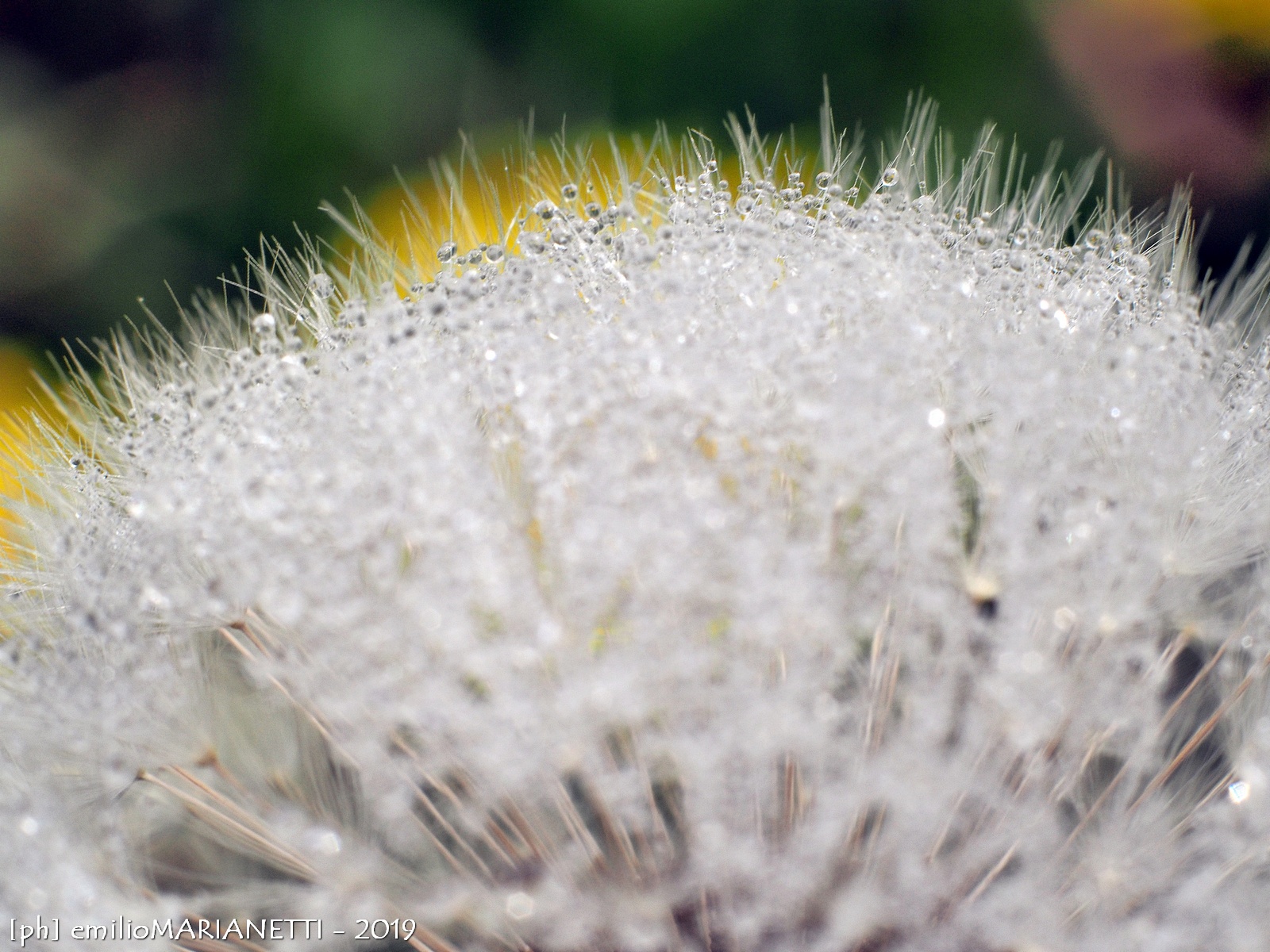 dandelion
