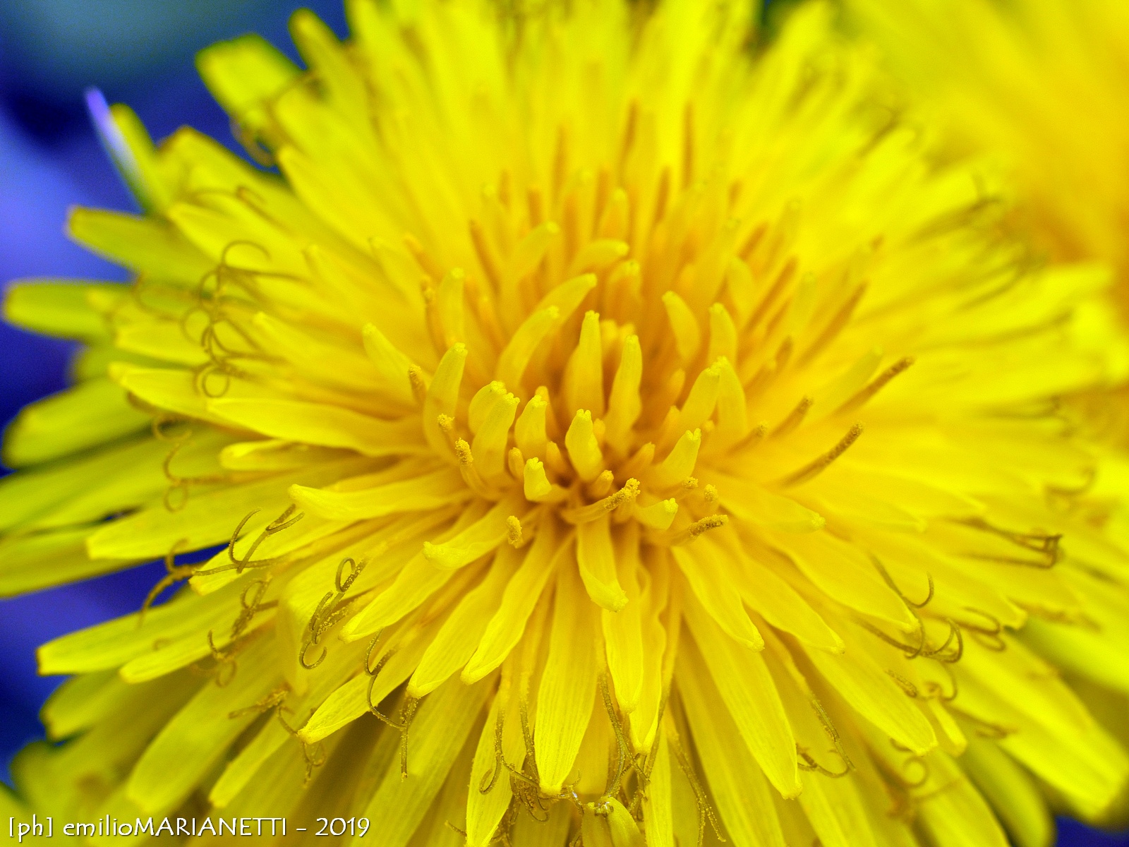 dandelion