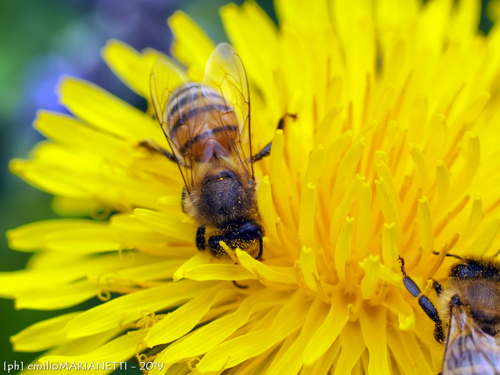 Bee on Dandelion
