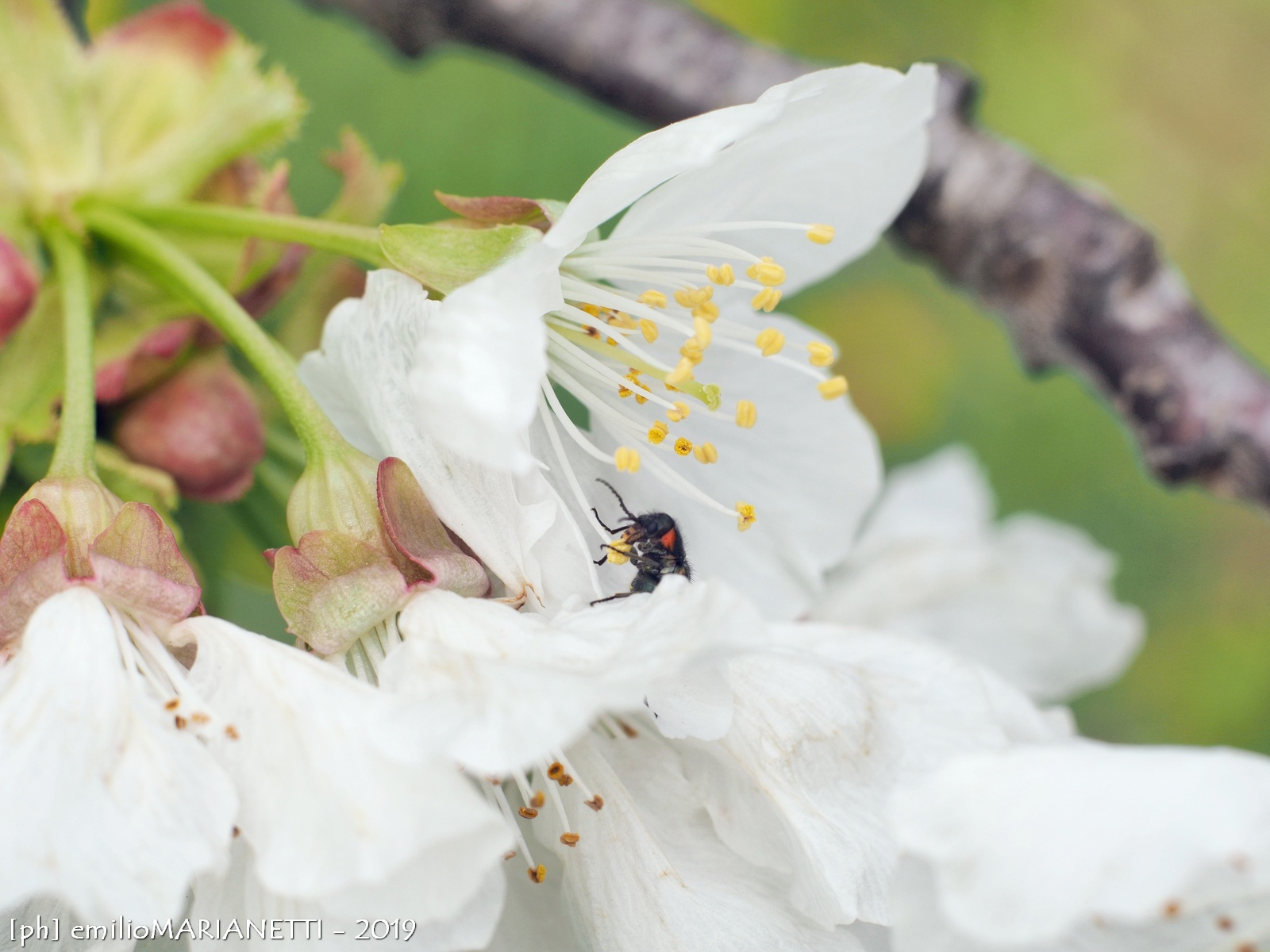 Bee on Cherry blossoms