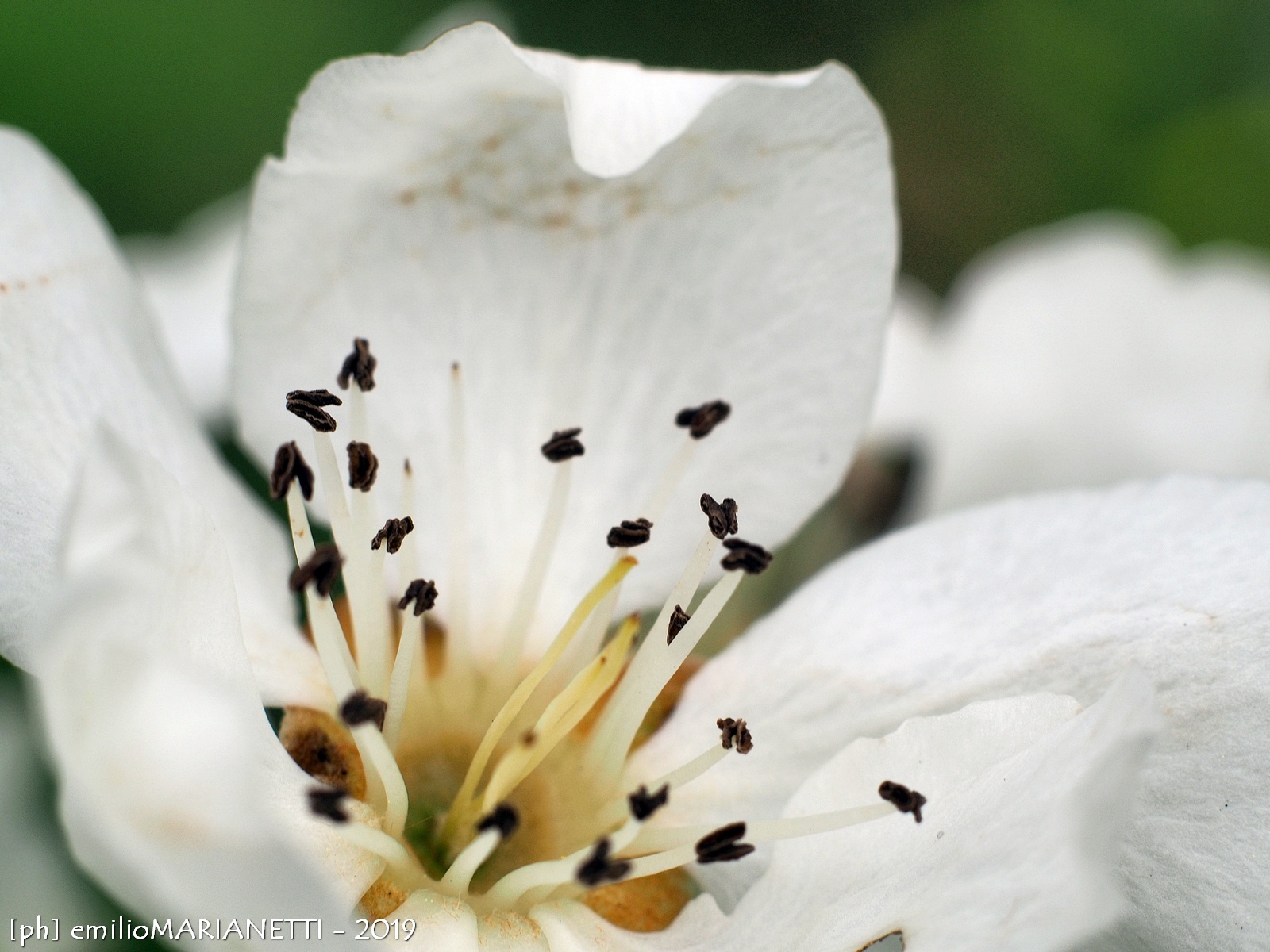Pear Blossom
