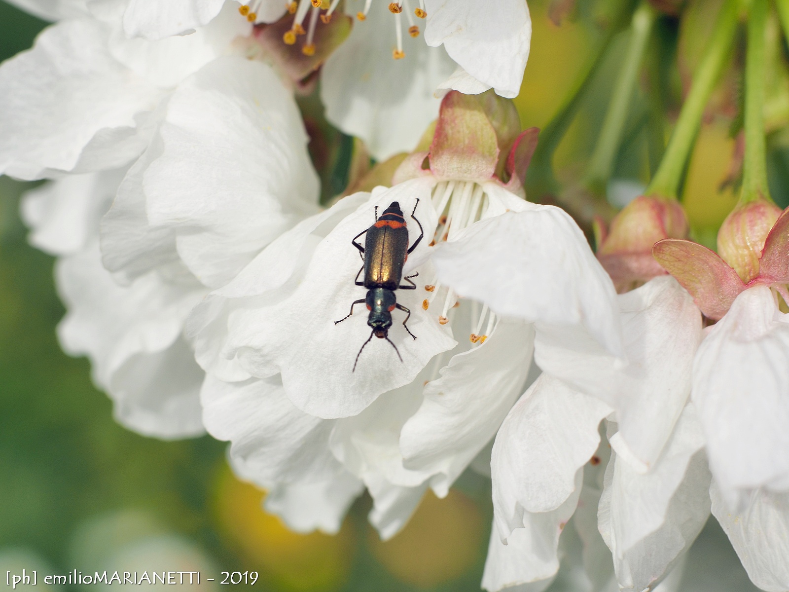 Beetle on Cherry blossom
