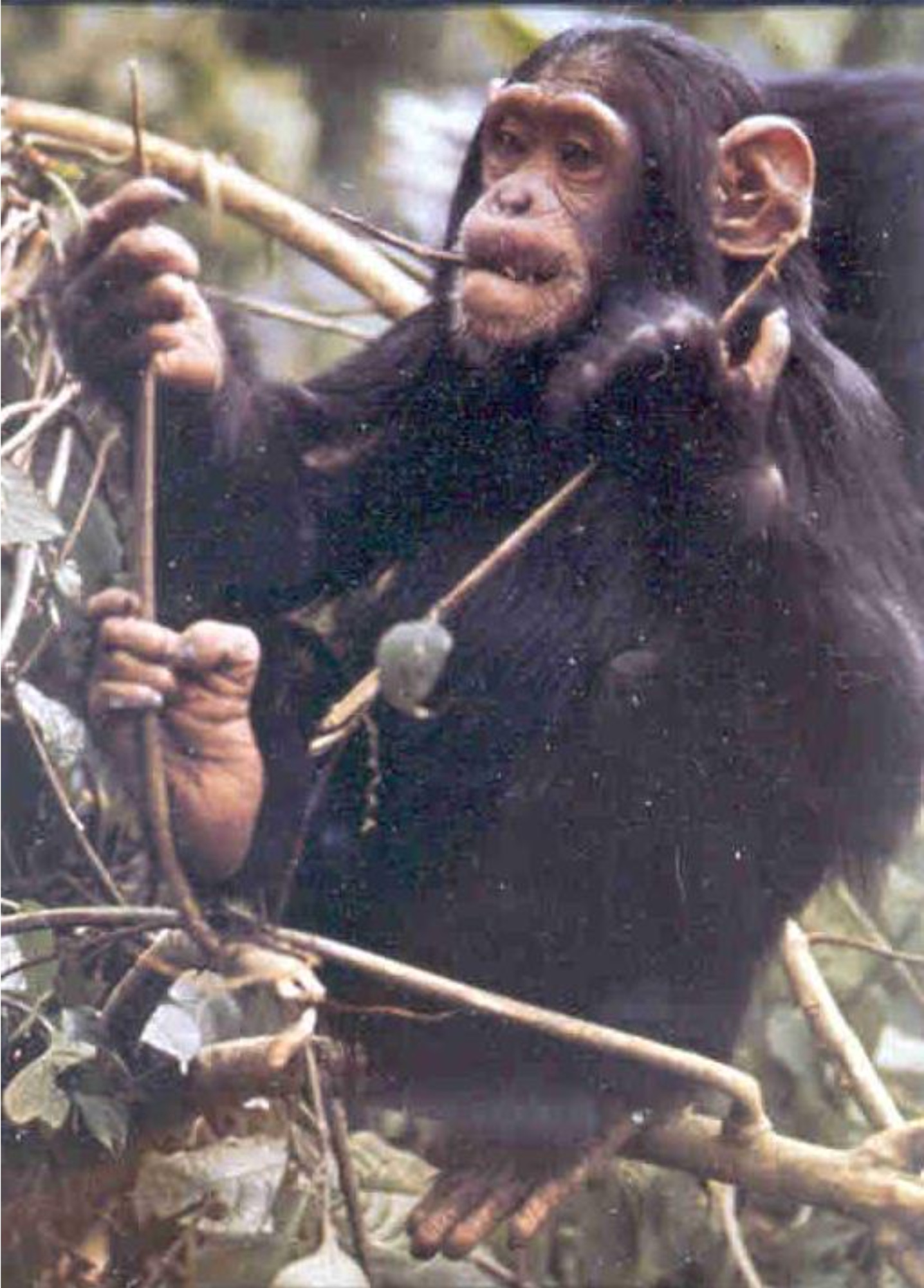 Chimpanzee