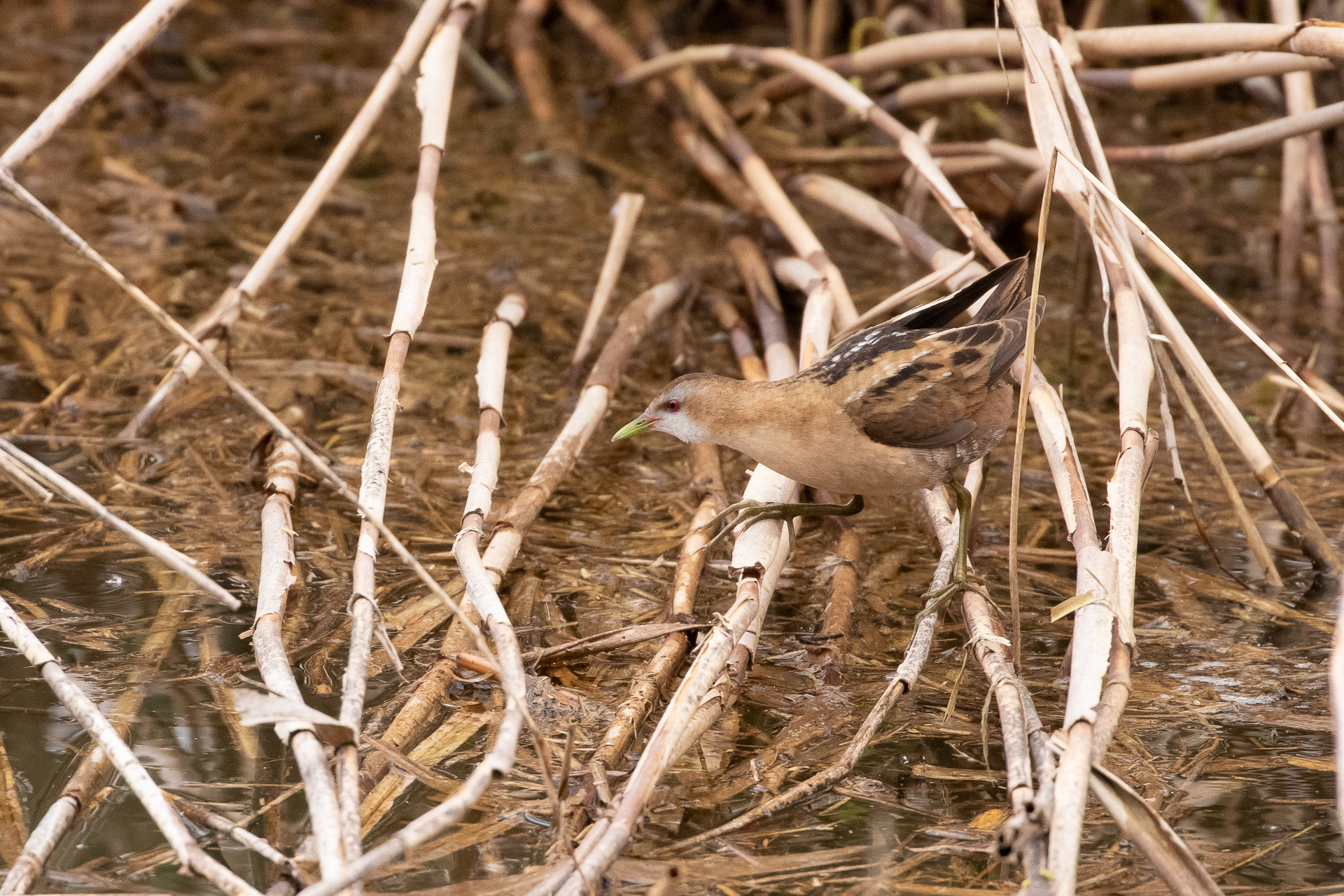 Porzana parva (Crake)