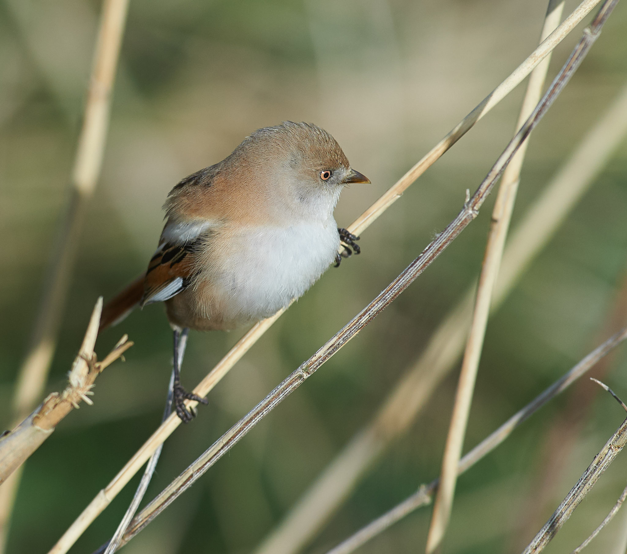 Bearded Tit