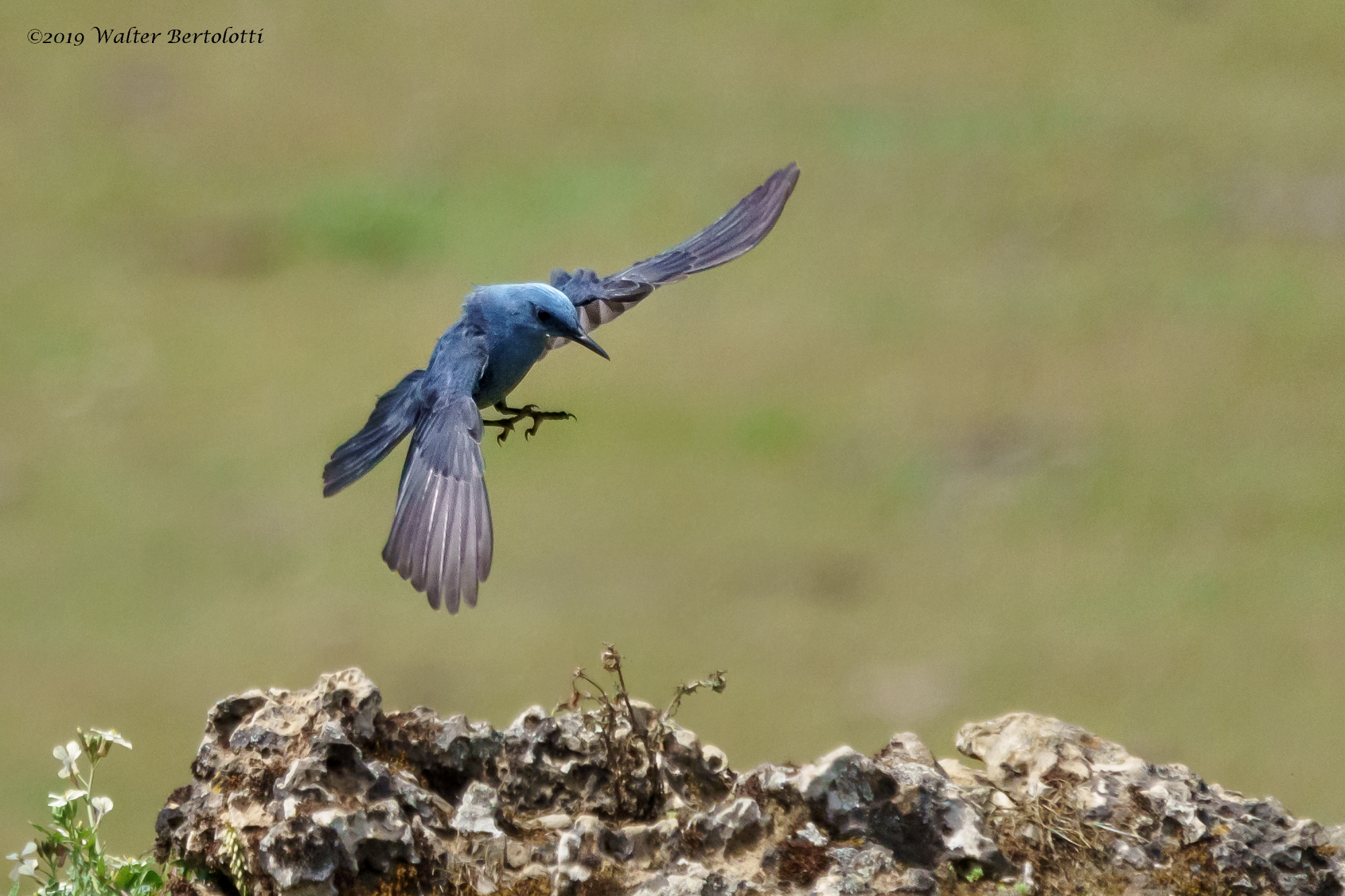 passero solitario (M)