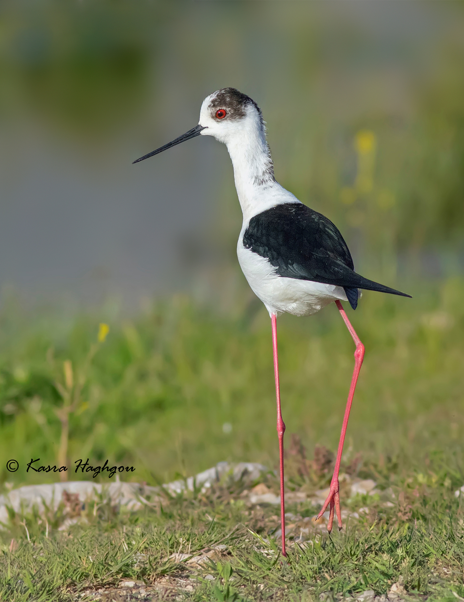 Stilt con alati neri