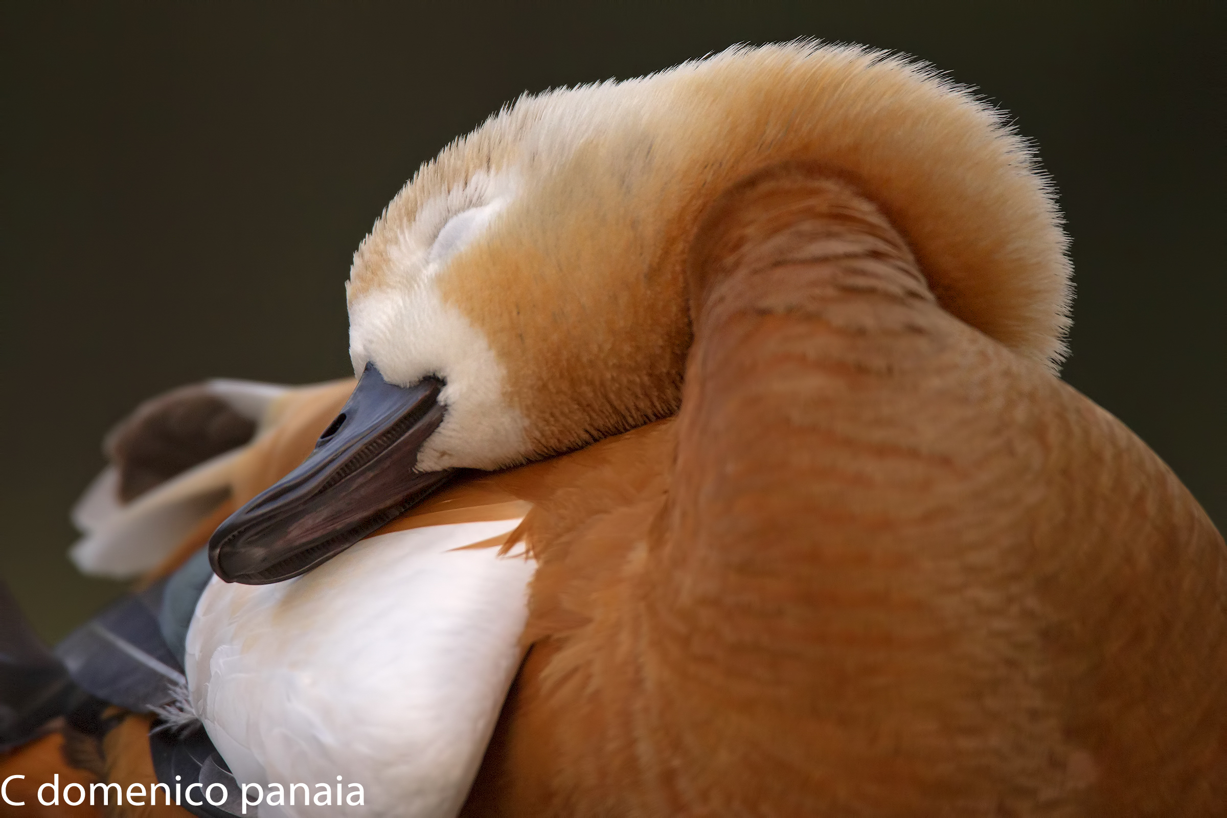 mi faccio una coccola