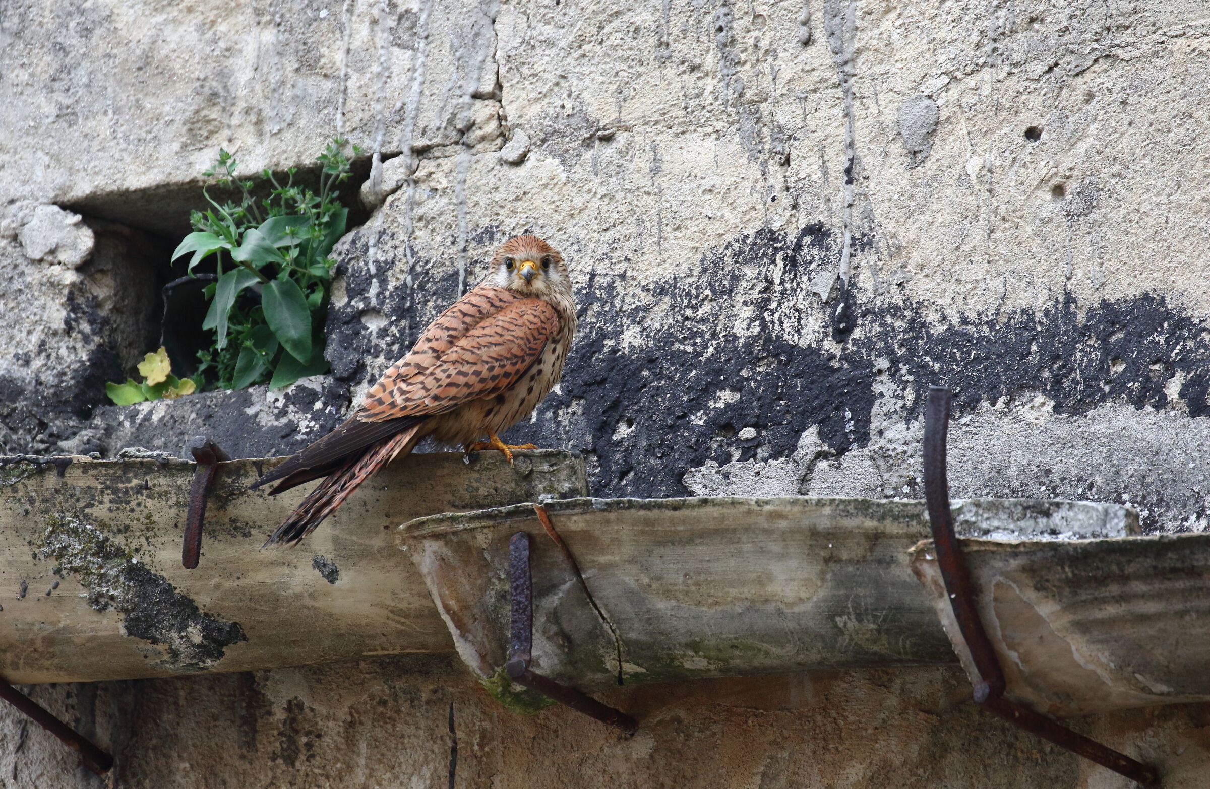 Falco Grillaio Female