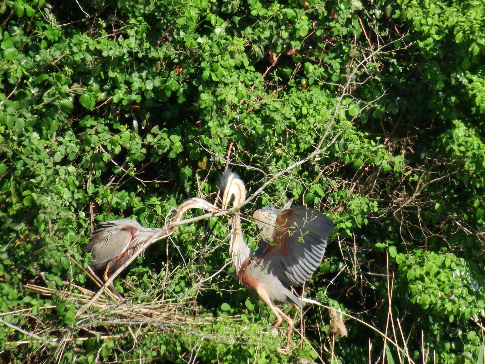 Airone rosso, coppia di costruttori