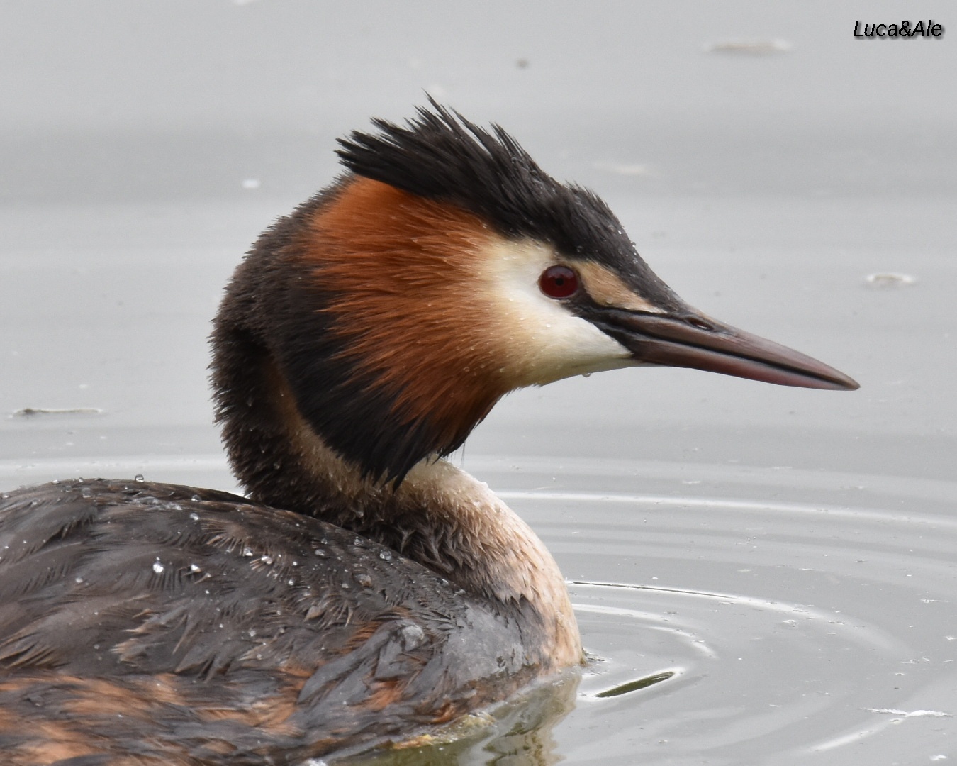 The look of the Grebe