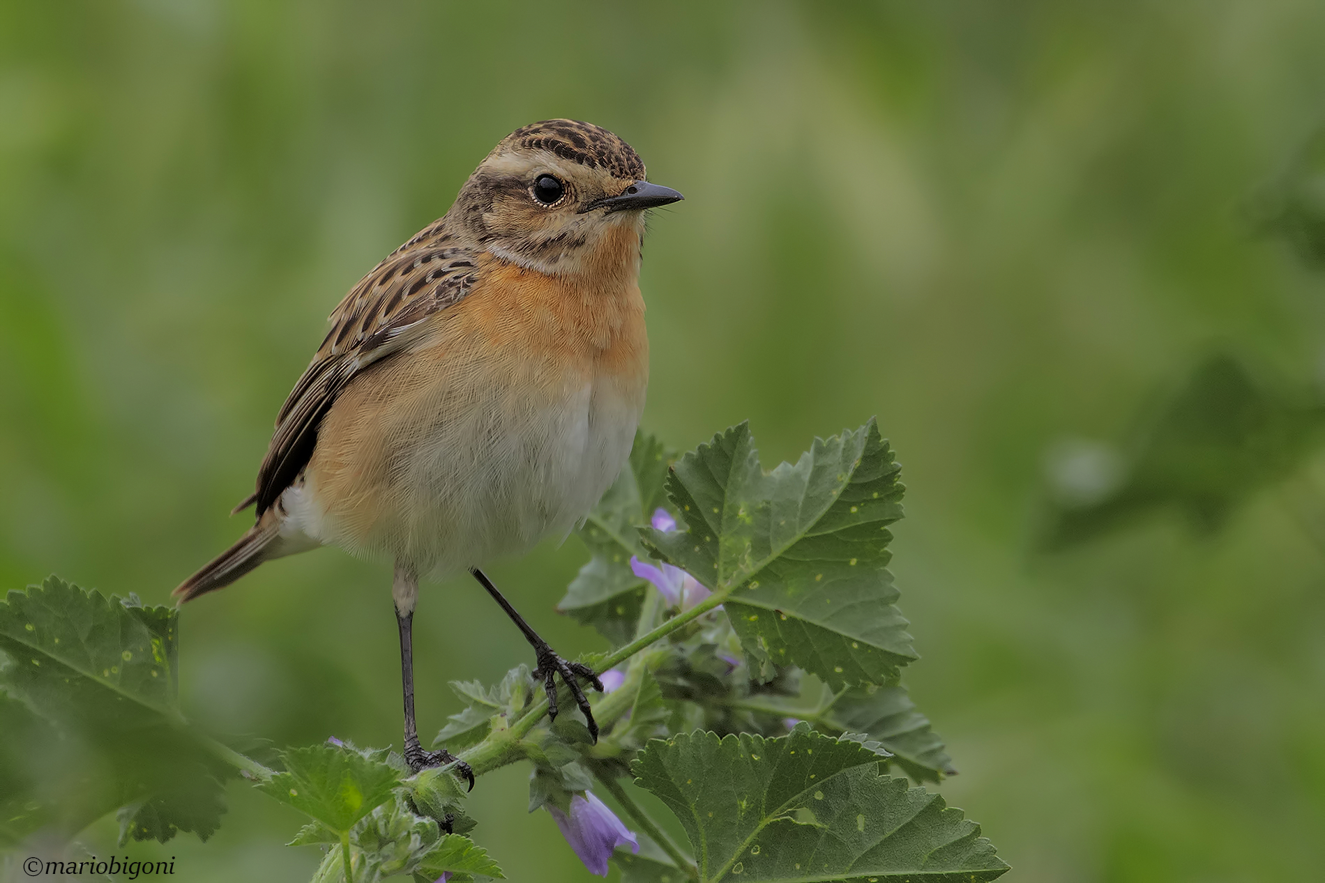 Whinchat