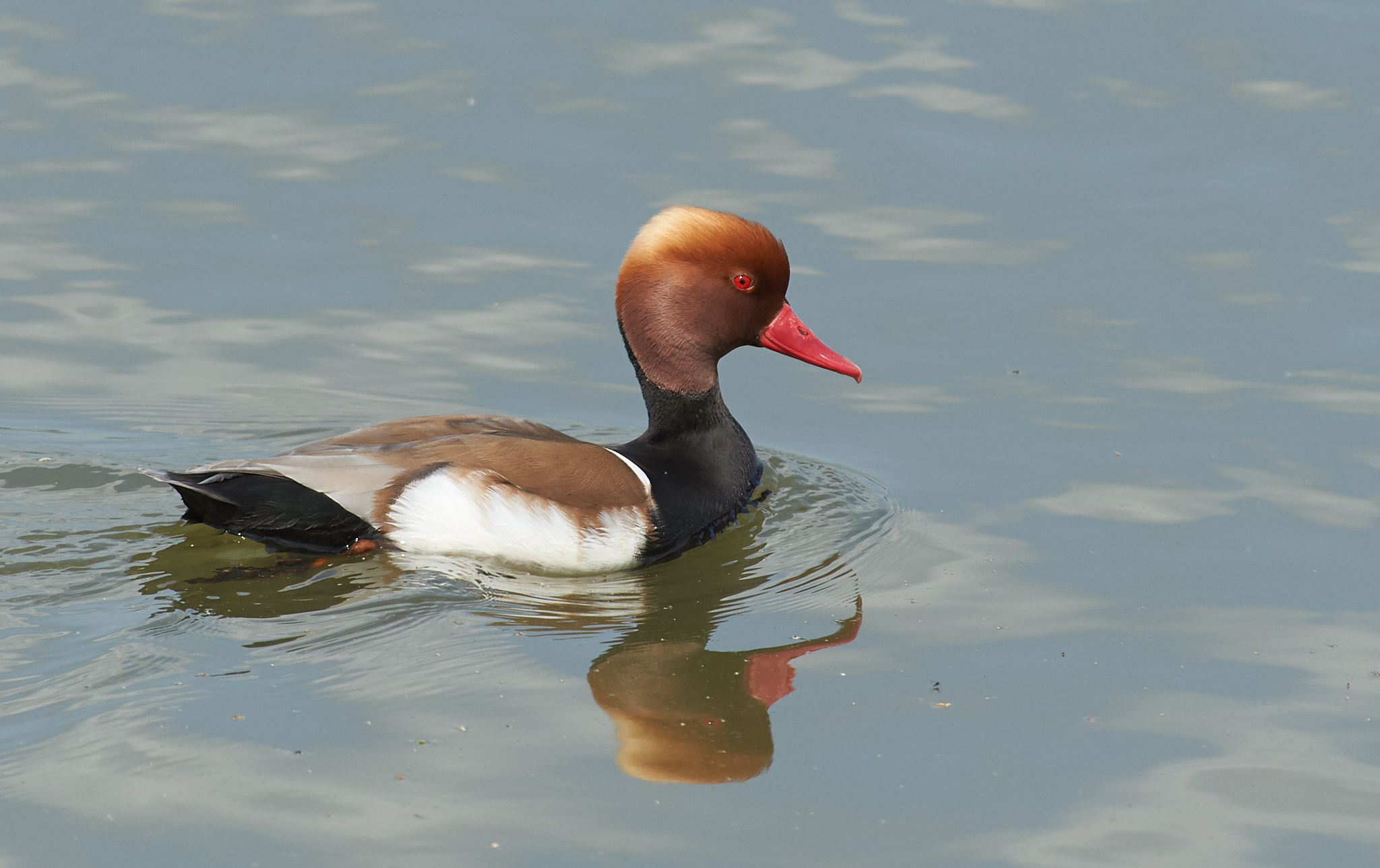 Pochard male