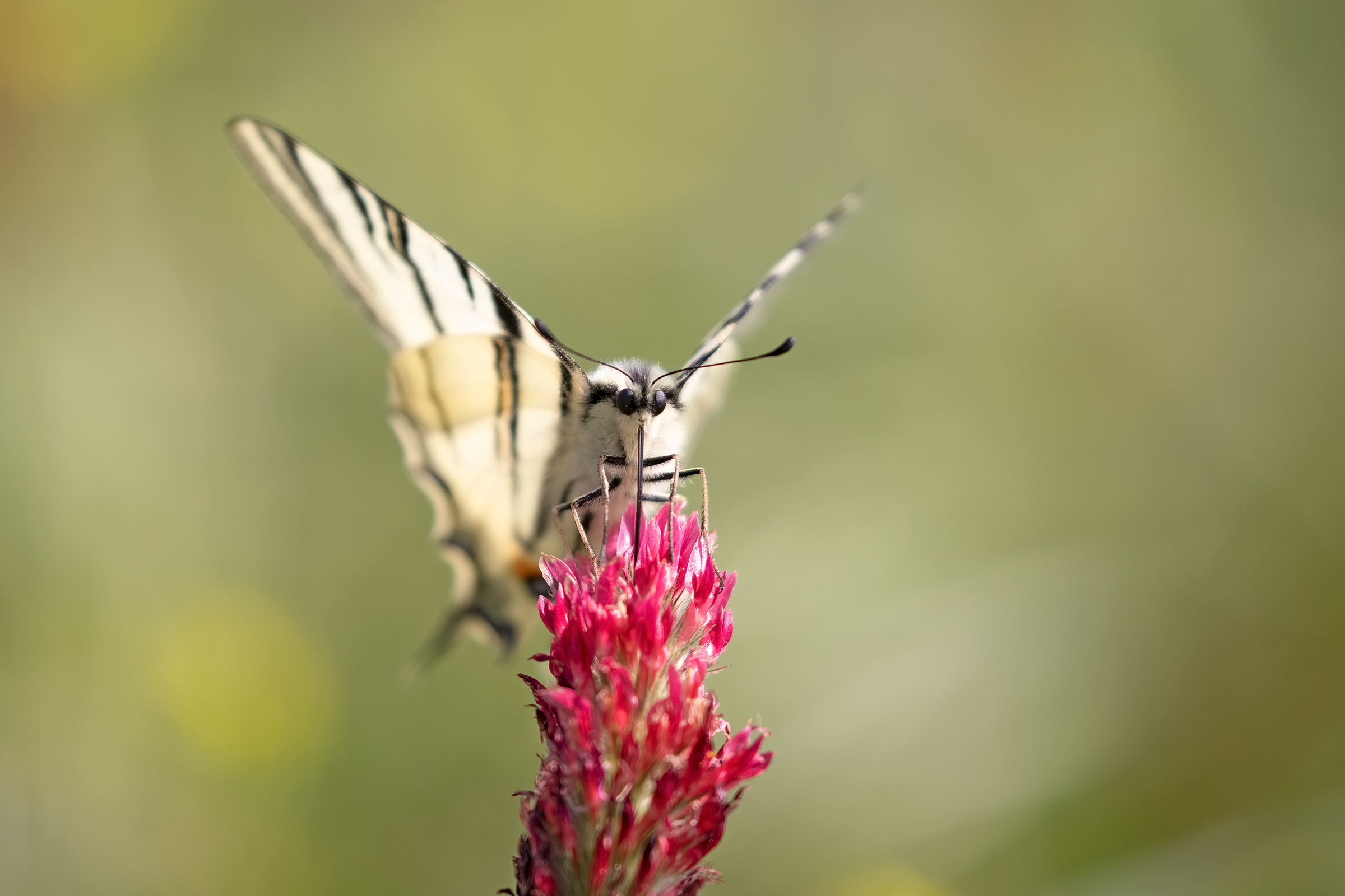 Iphiclides Podalirius