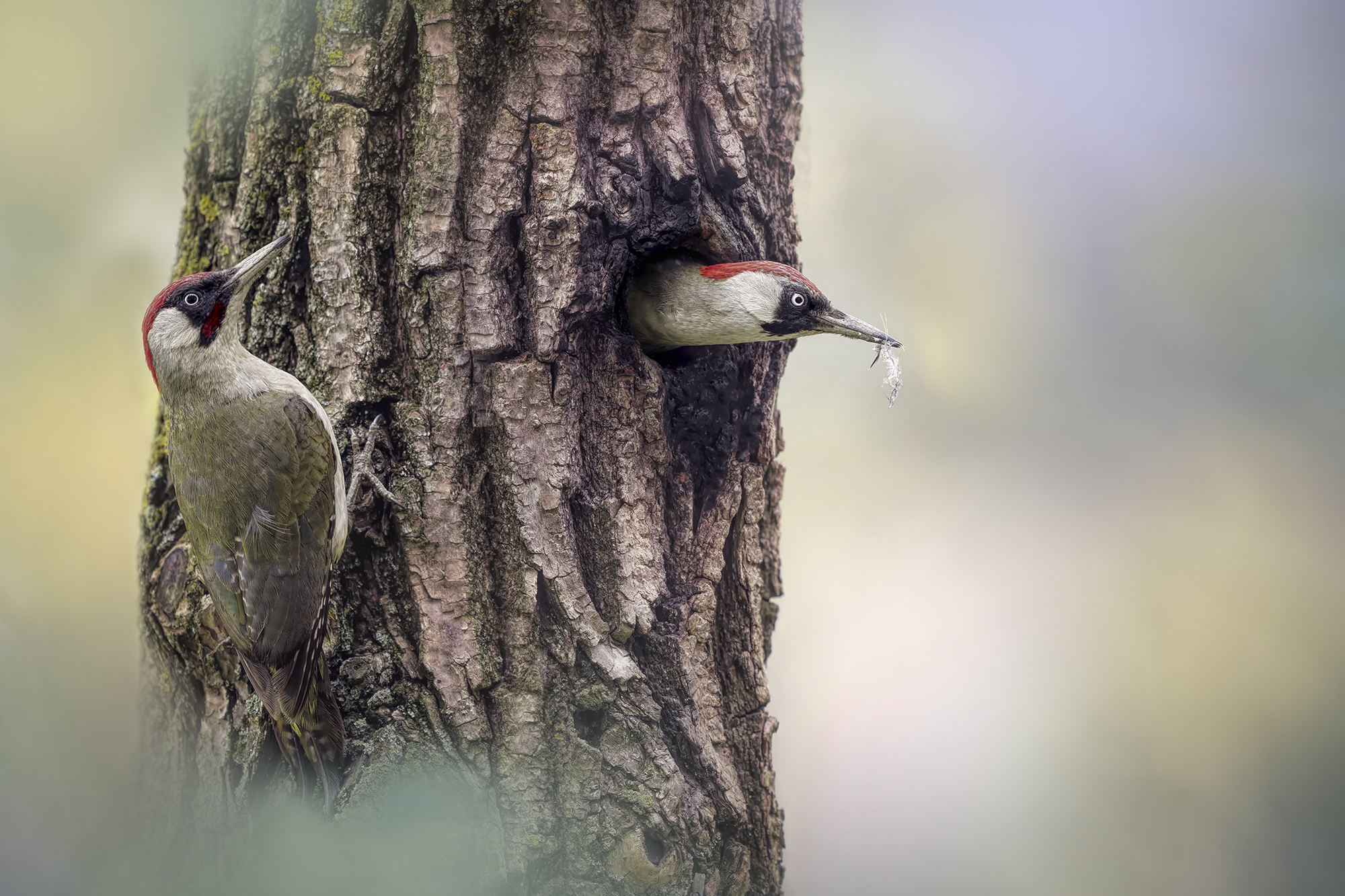 Male and female green woodpeckers