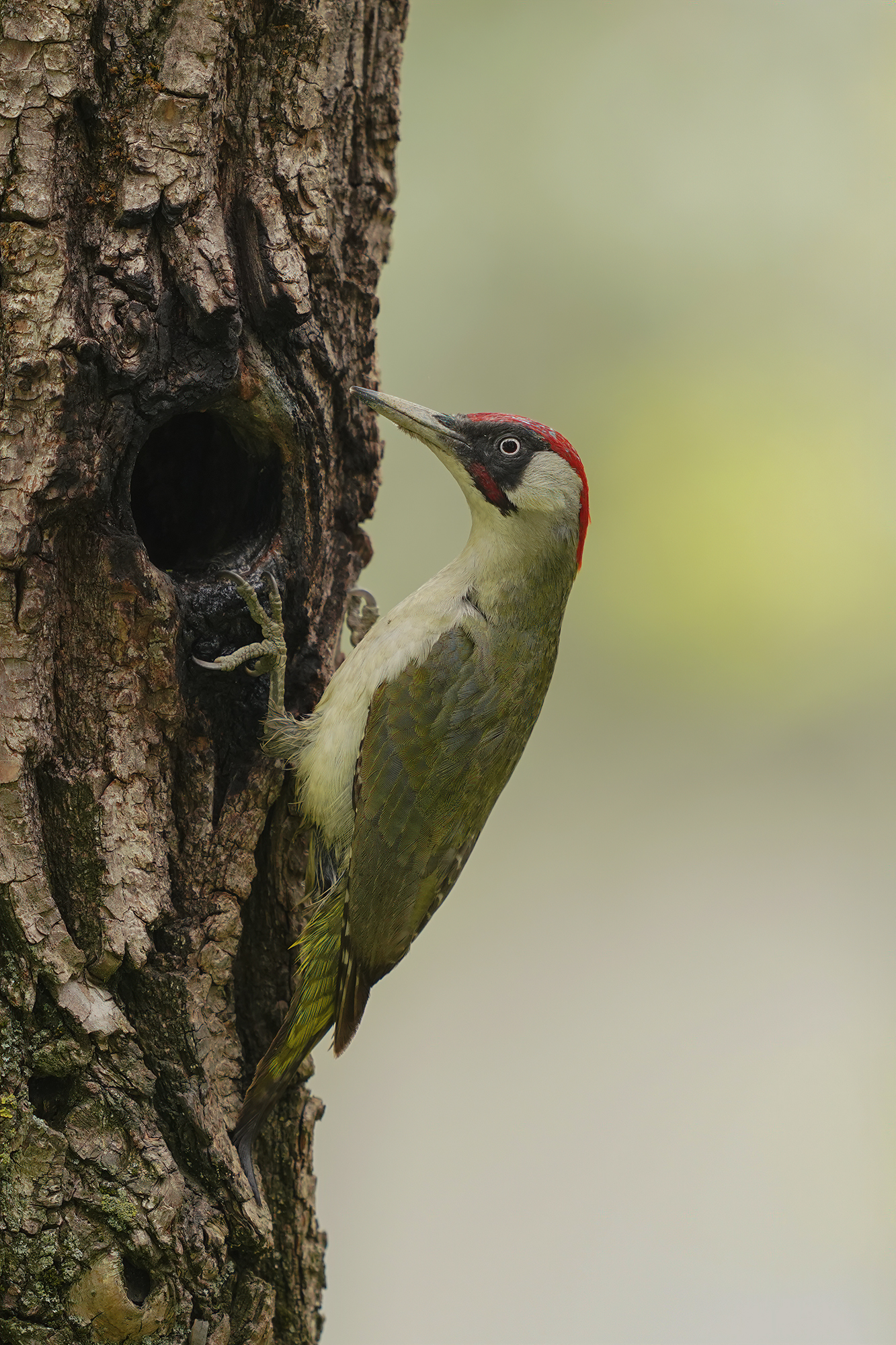 Male Green Woodpeckers