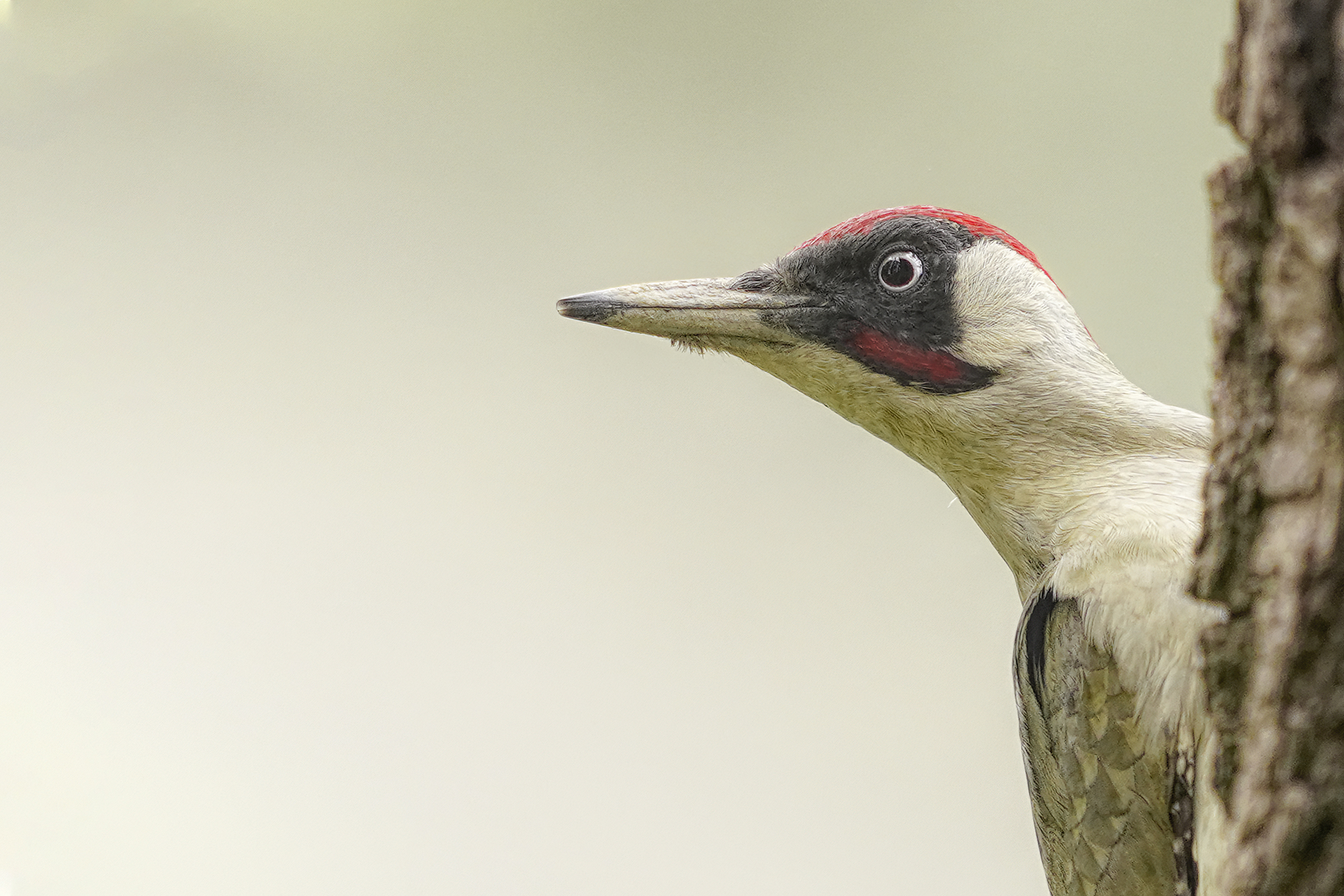 Green Woodpeckers