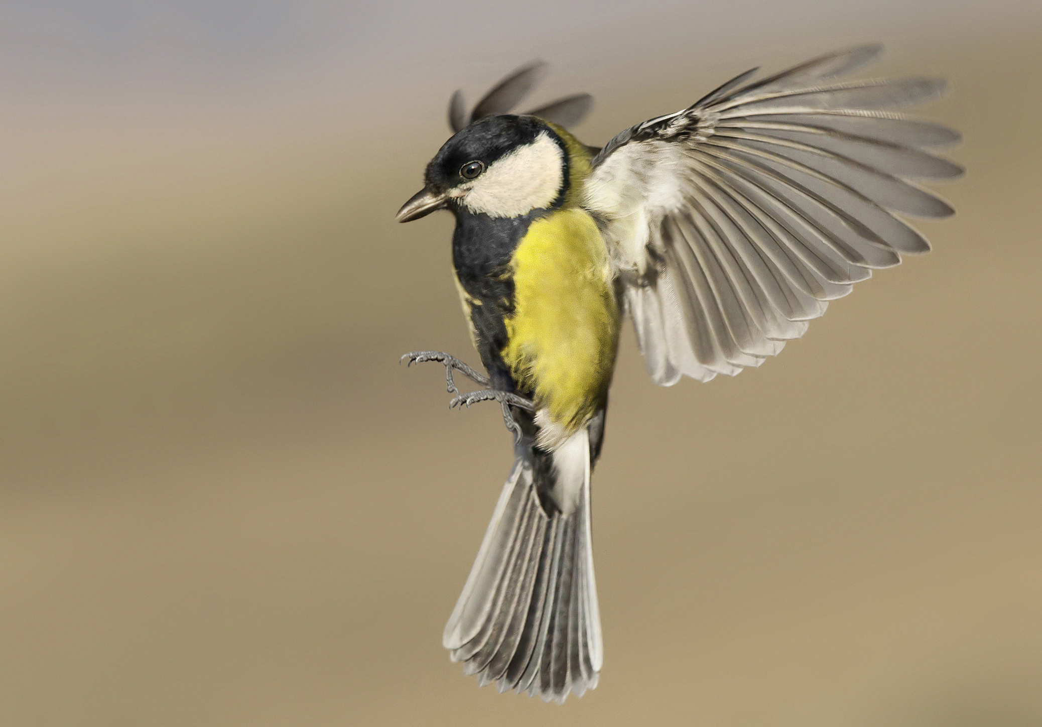 Cinciallegra in volo