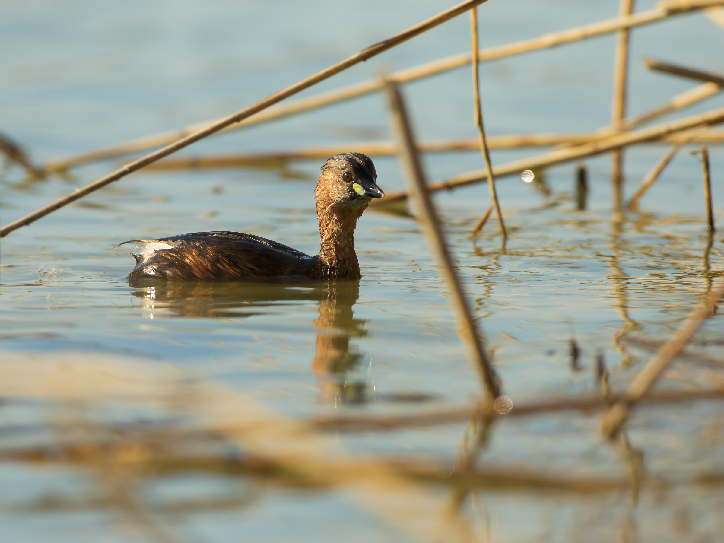 Look in the room please