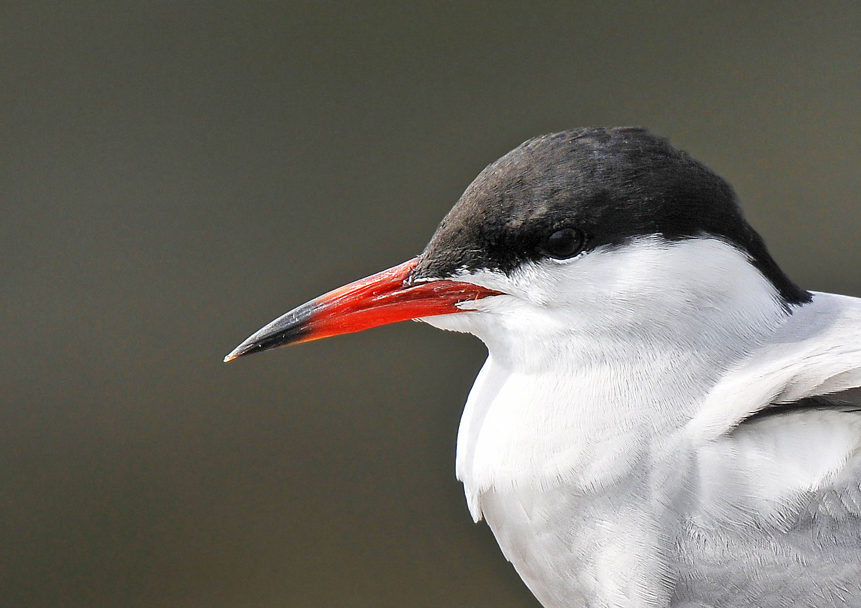 Sterna comune (Common tern)