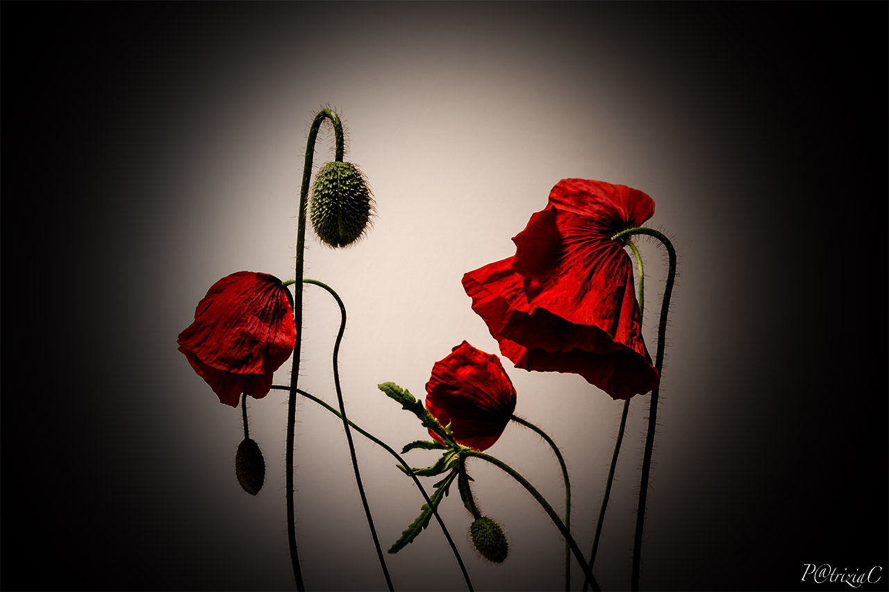 __poppies__
