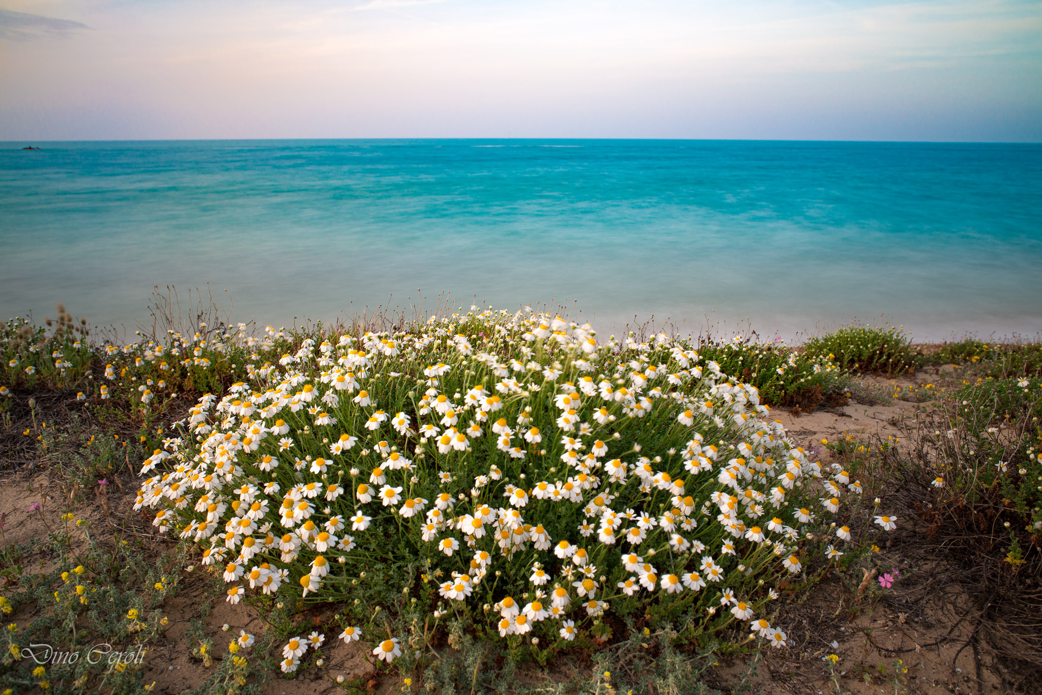Margherite in spiaggia