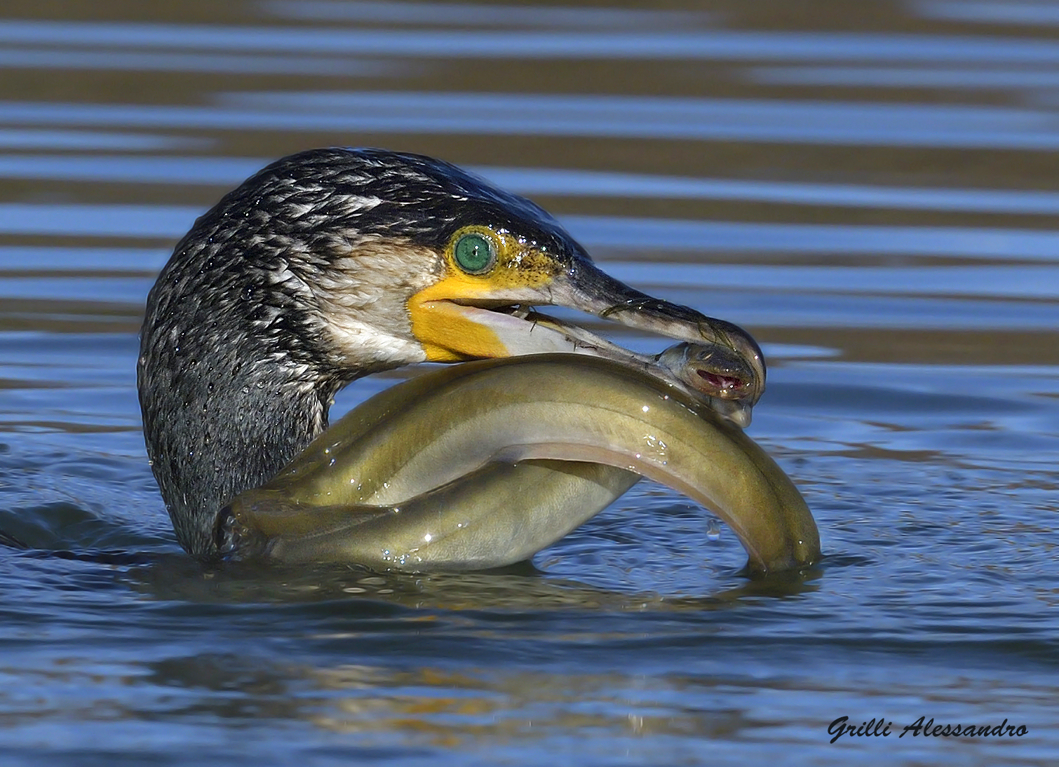 The fight, cormorate with Eel.