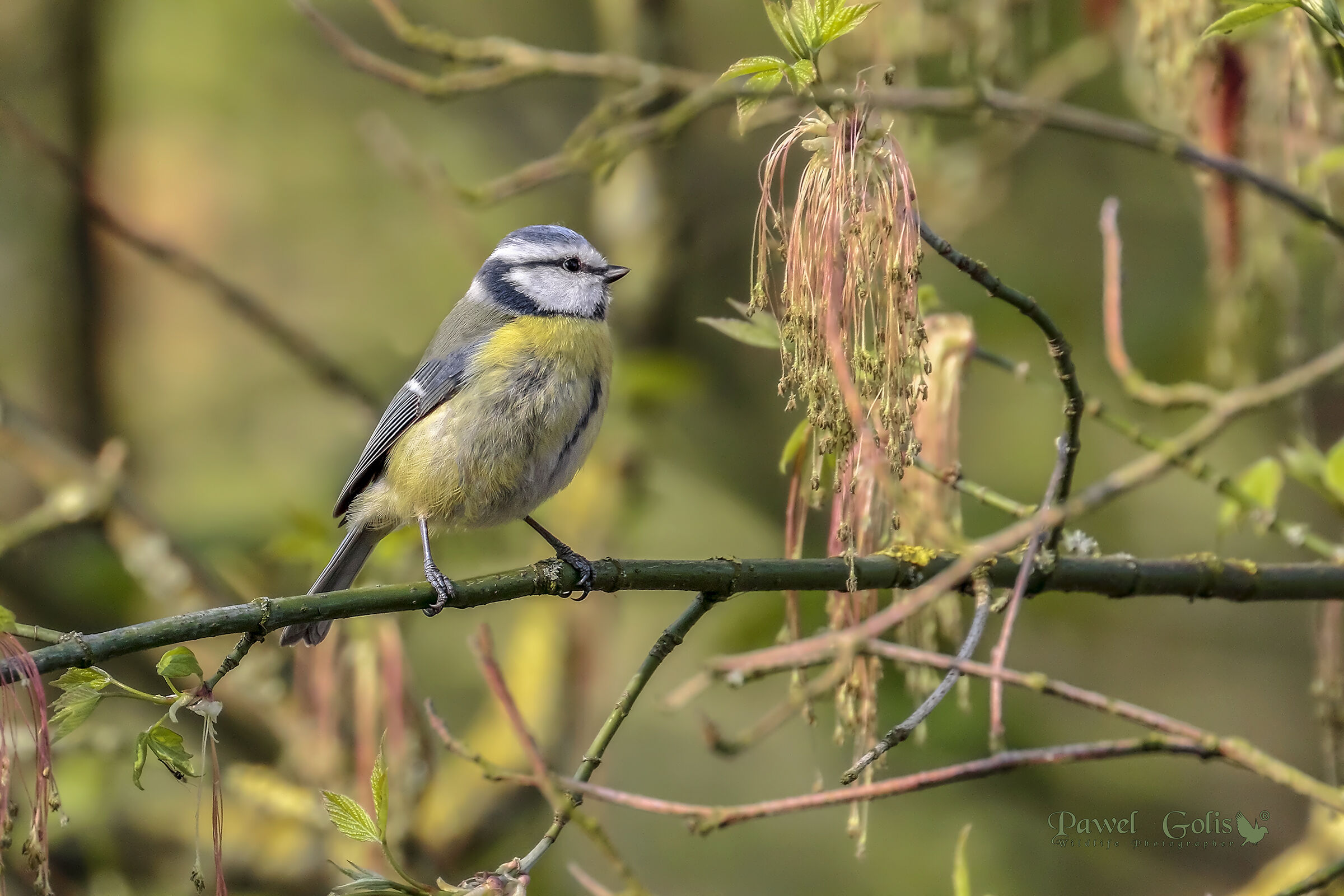 Tetta blu eurasiatica (Cyanistes caeruleus)