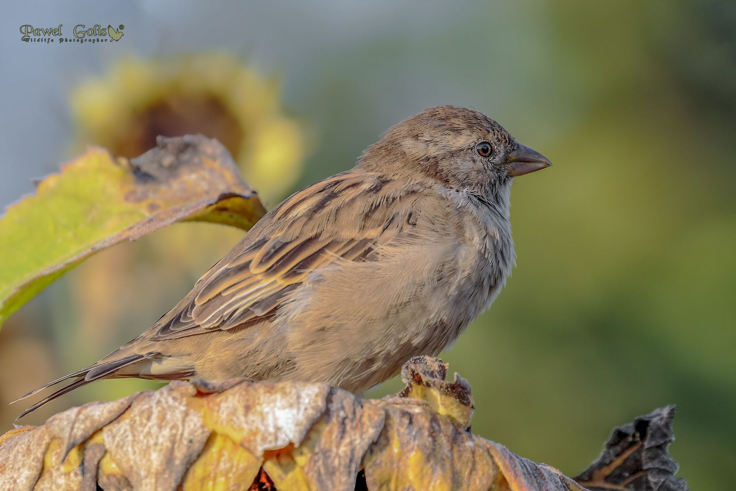 Casa Sparrow (Passer domesticus)