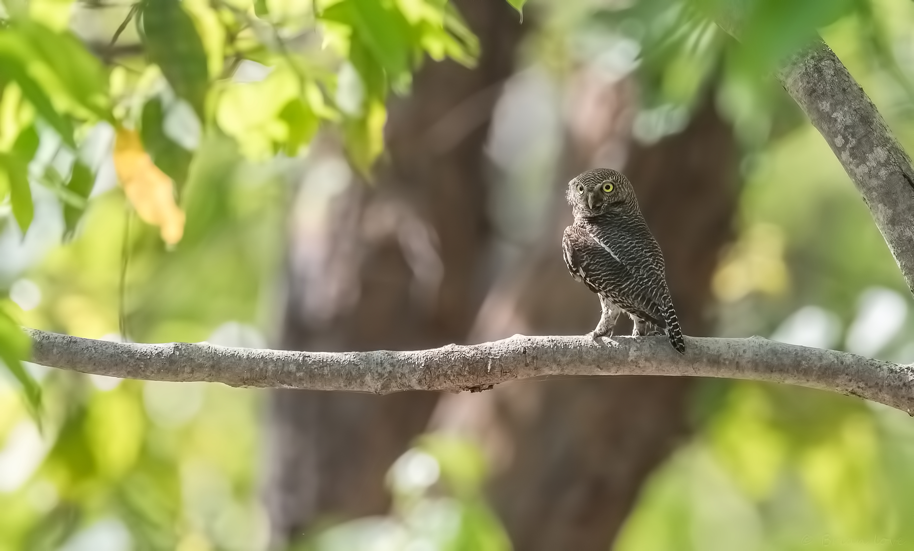 Giungla owlet ((Glaucidium radiatum)