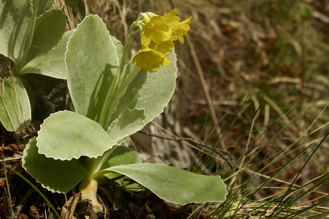 Fiore da me sconosciuto