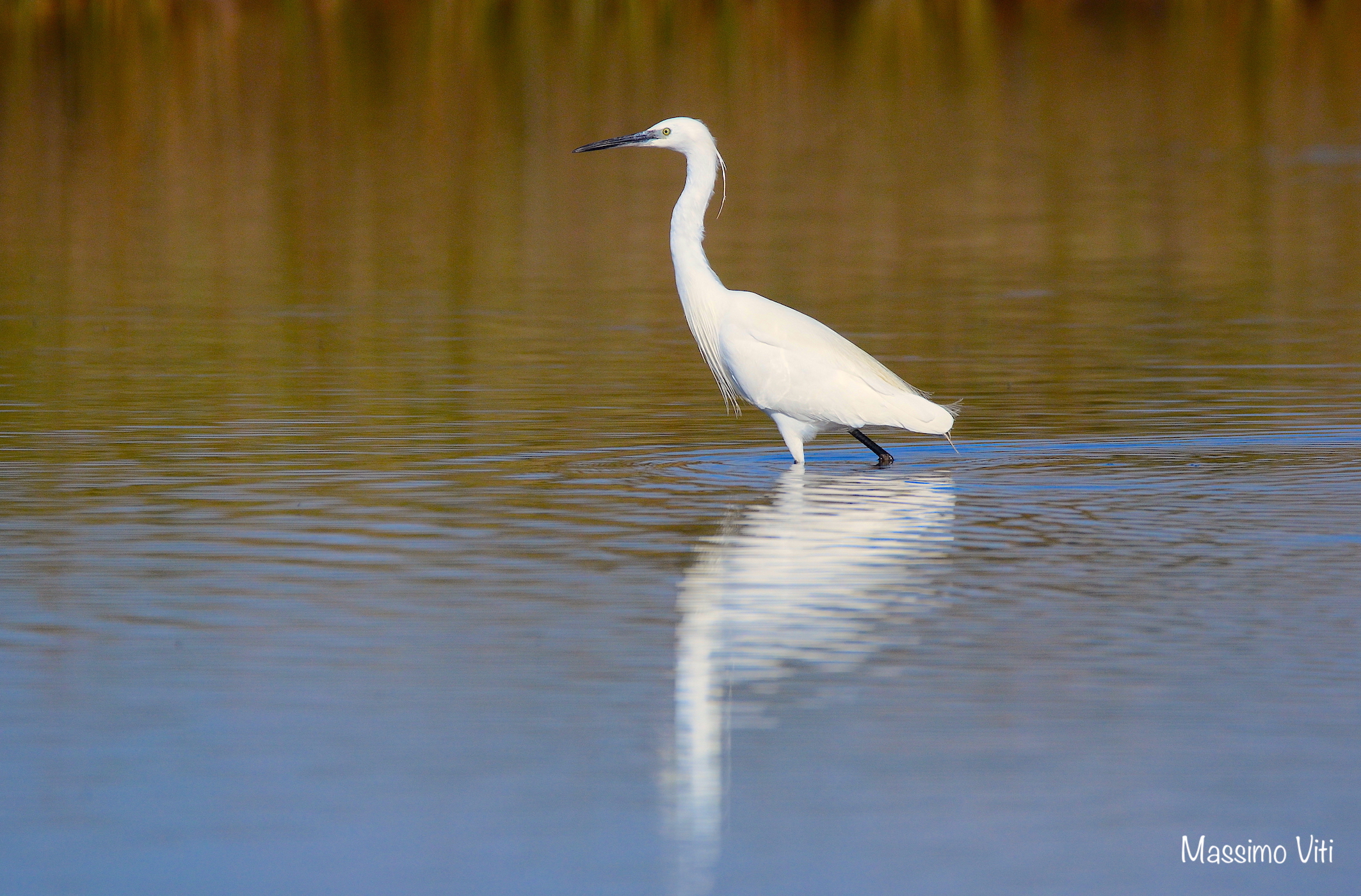L'eleganza della Garzetta