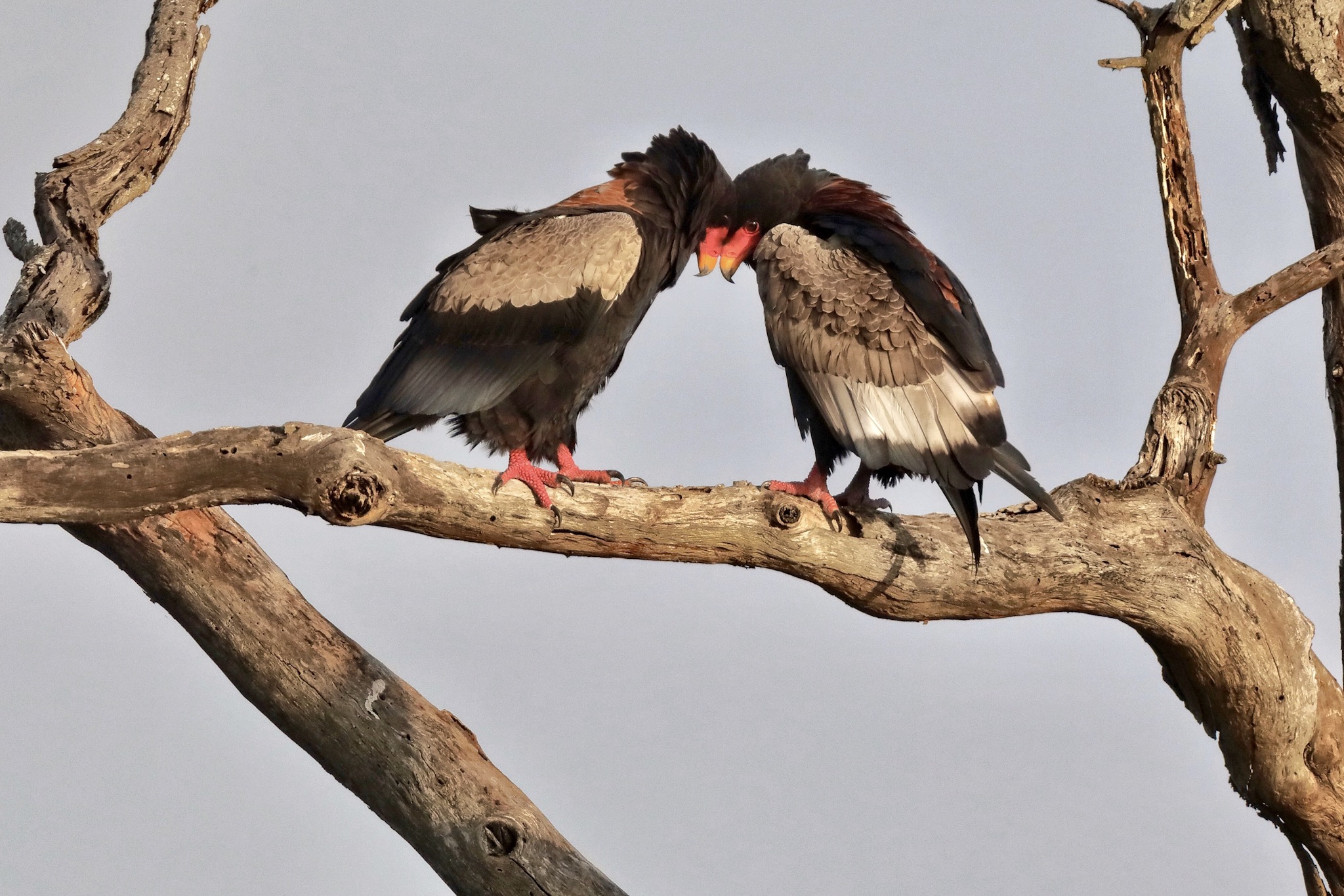 Coppia di falchi giocolieri