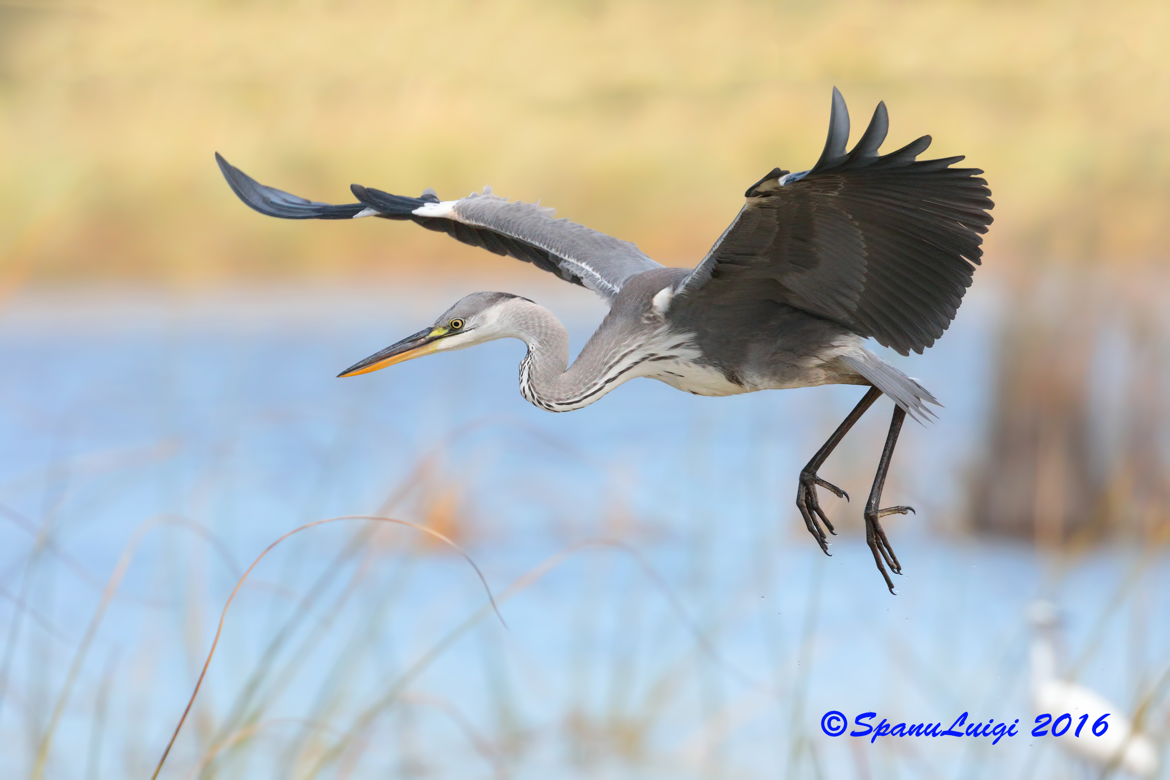 Grey Heron